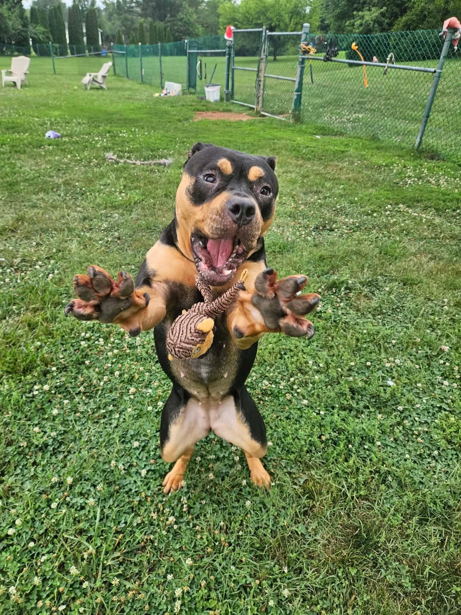 Squishy, a ADOPTABLE mixed breed in Culpeper, VA image 1/4