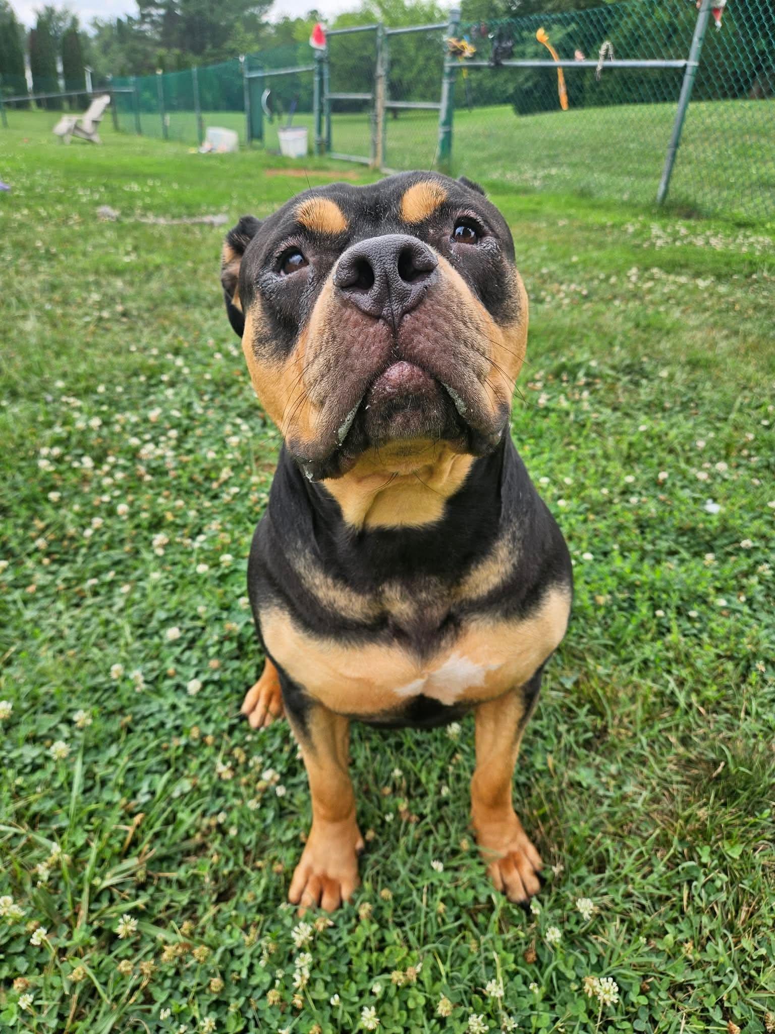 Squishy, a ADOPTABLE mixed breed in Culpeper, VA image 3/4