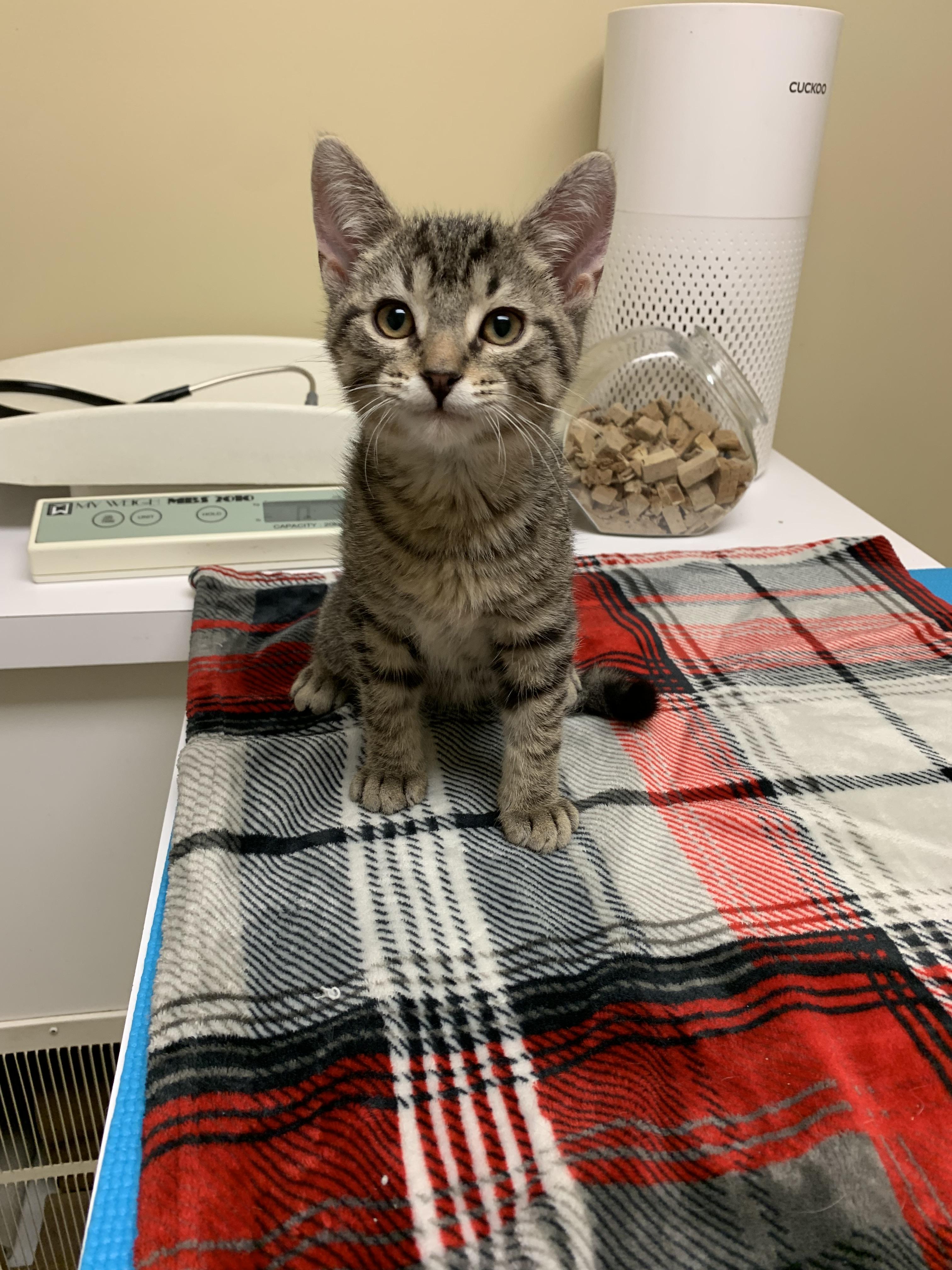 Tater Tot, Adoptable, Kitten Male Domestic Short Hair.