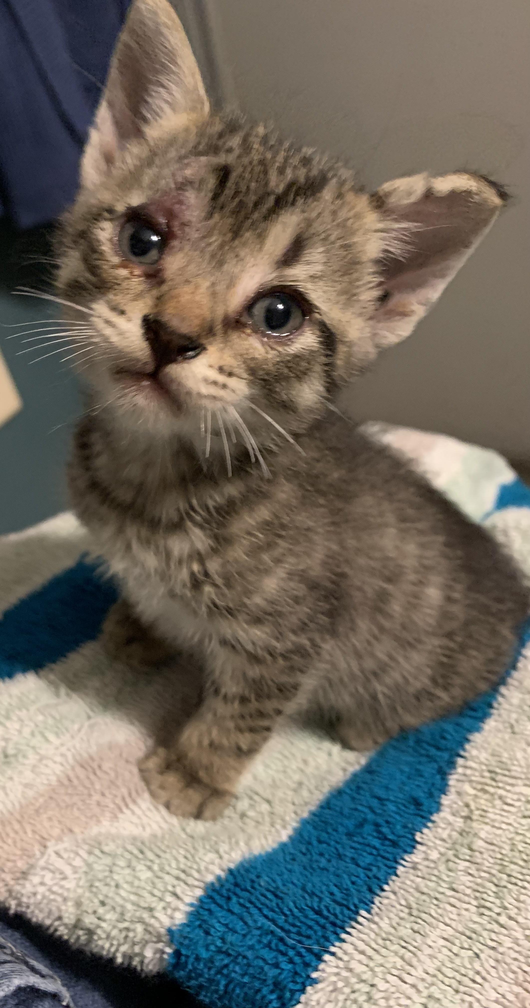 Enlarge Tater Tot, a Adoptable Domestic Short Hair in Zephyr, ON image 2/2