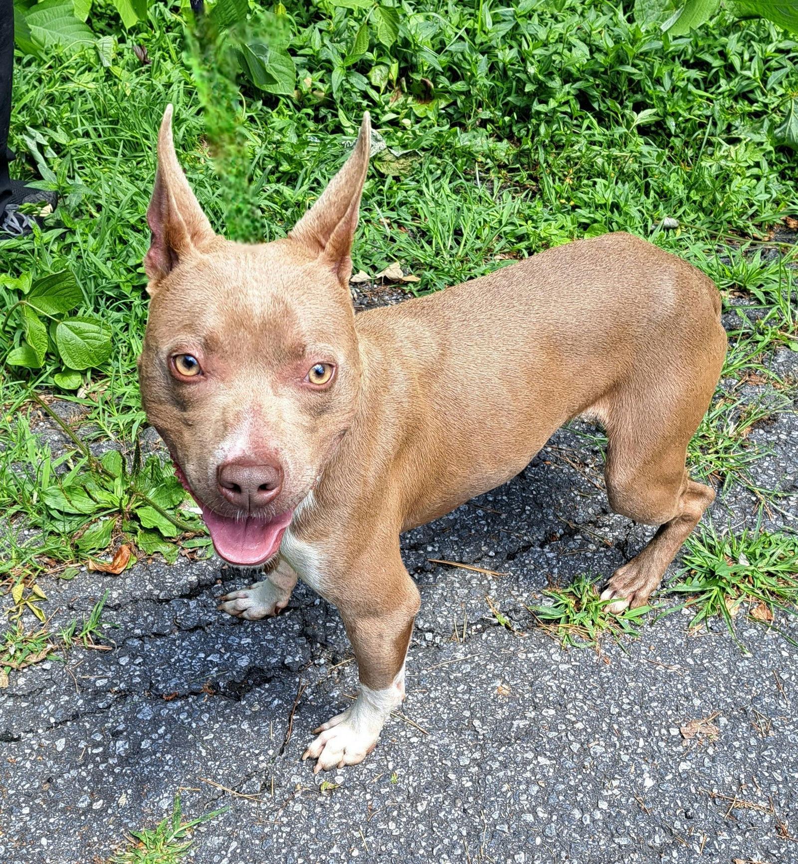 Smiley, Adopted, Adult Male Terrier.