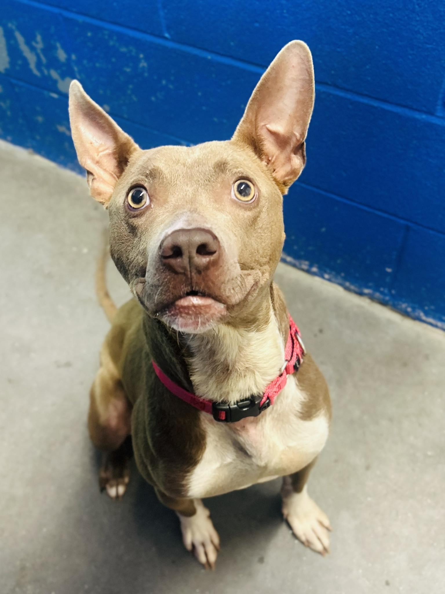 Smiley, a Adopted Terrier in Clarkesville, GA image 2/2