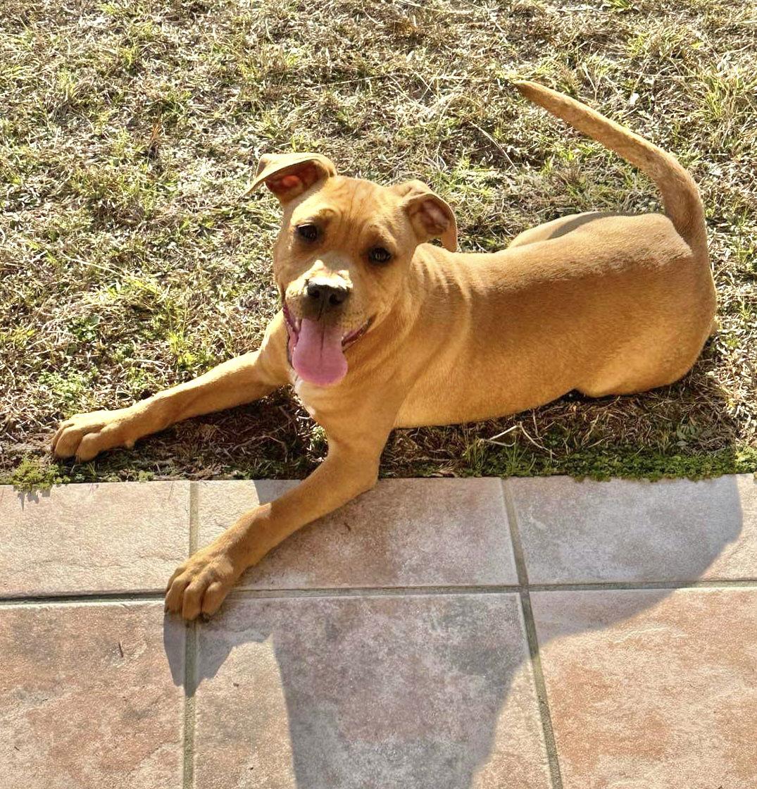 Mav, a Adoptable American Bulldog in Grand Bay, AL image 1/3