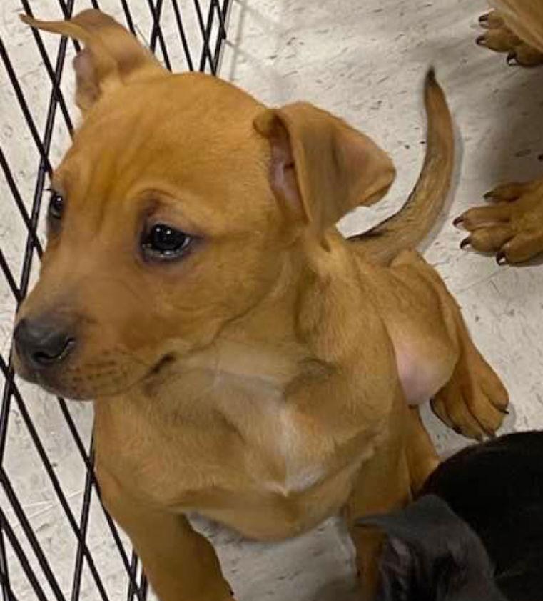Mav, a Adoptable American Bulldog in Grand Bay, AL image 3/3
