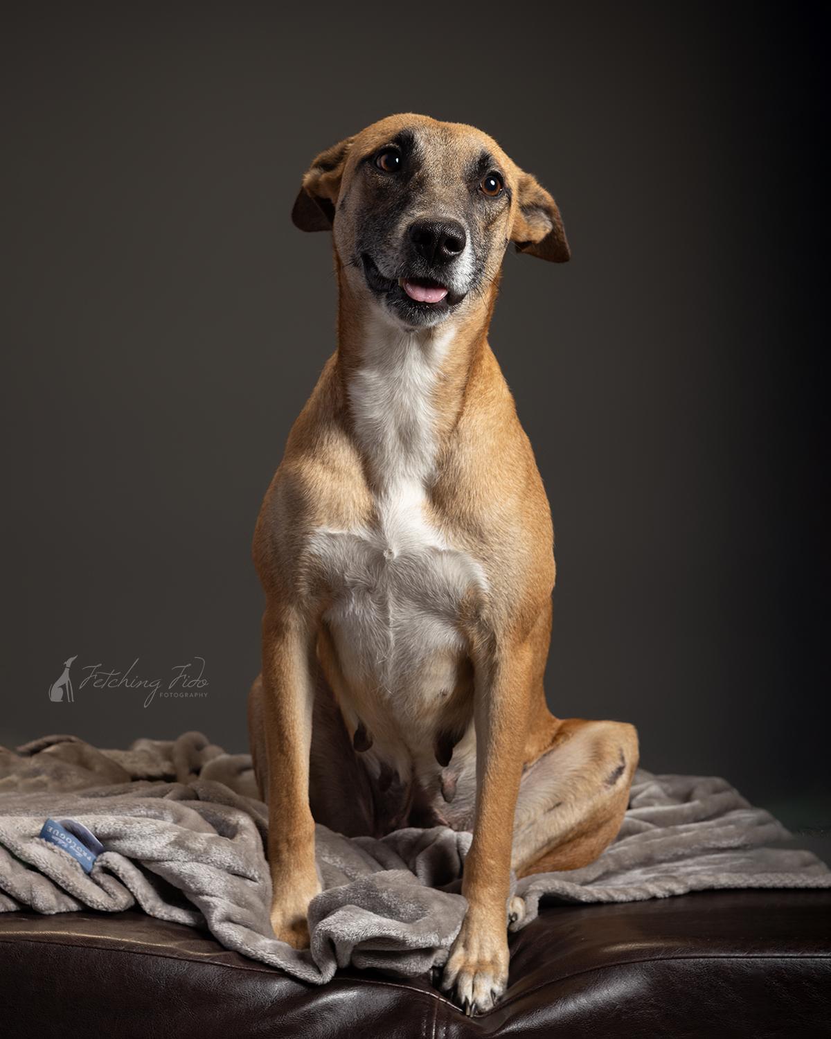 Yogurt, Adoptable, Adult Female Belgian Shepherd / Malinois.