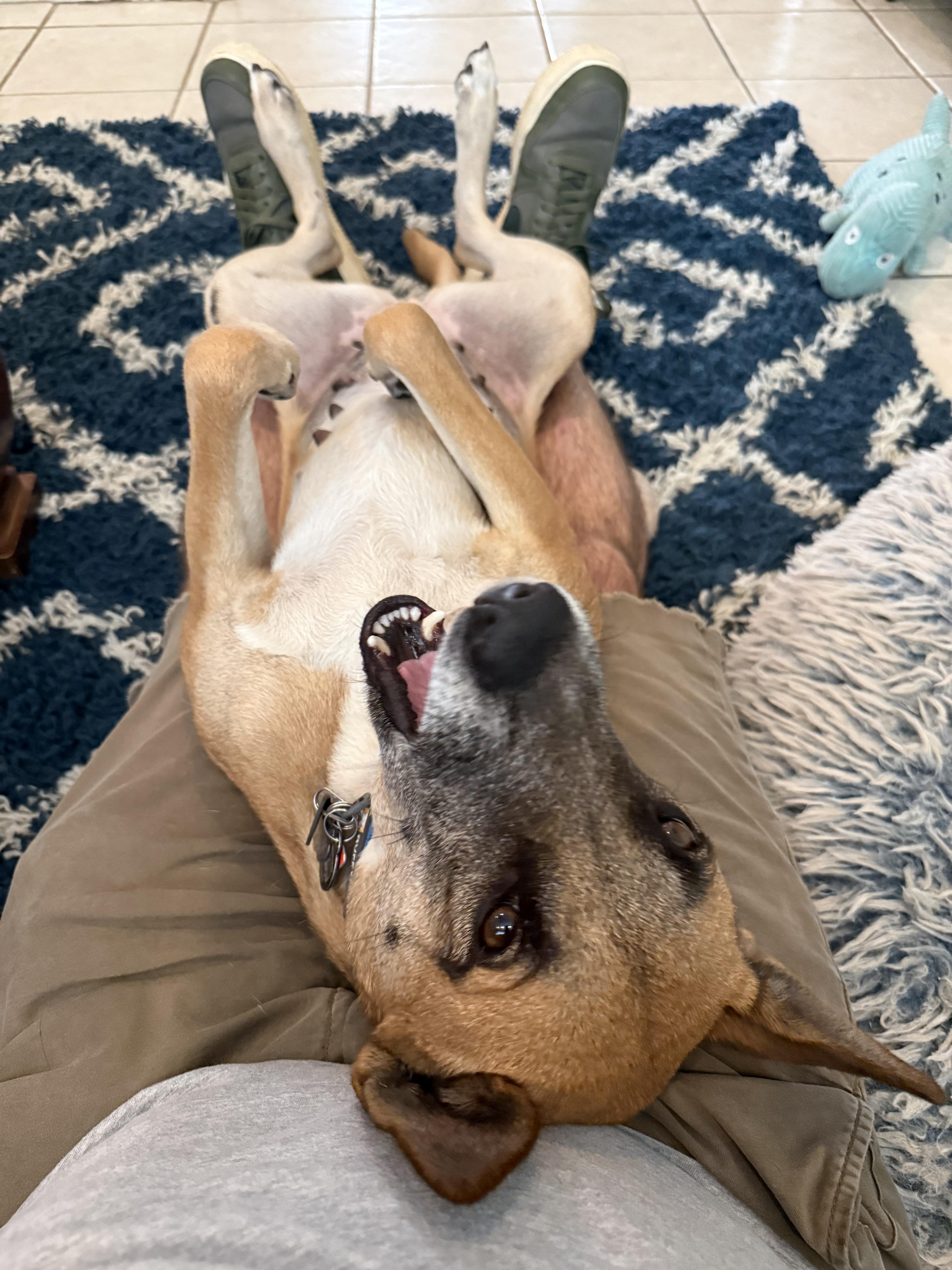 Yogurt, a Adoptable mixed breed in Austin, TX image 3/6