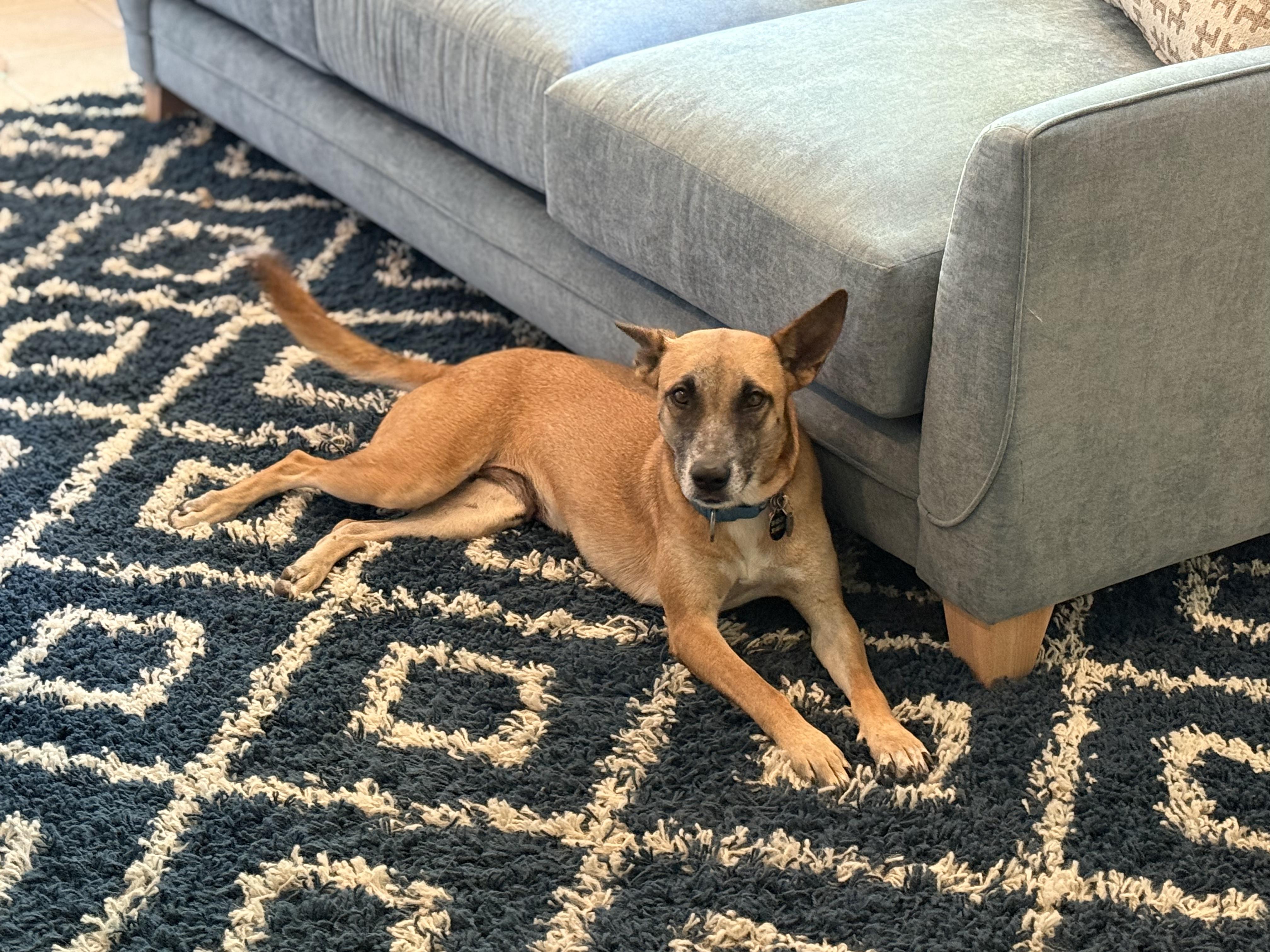 Yogurt, a Adoptable mixed breed in Austin, TX image 4/6