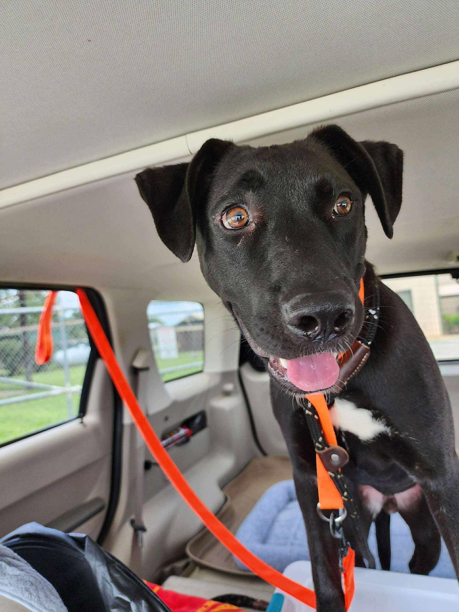 Nuka, Adoptable, Young Male Pit Bull Terrier & German Shepherd Dog.