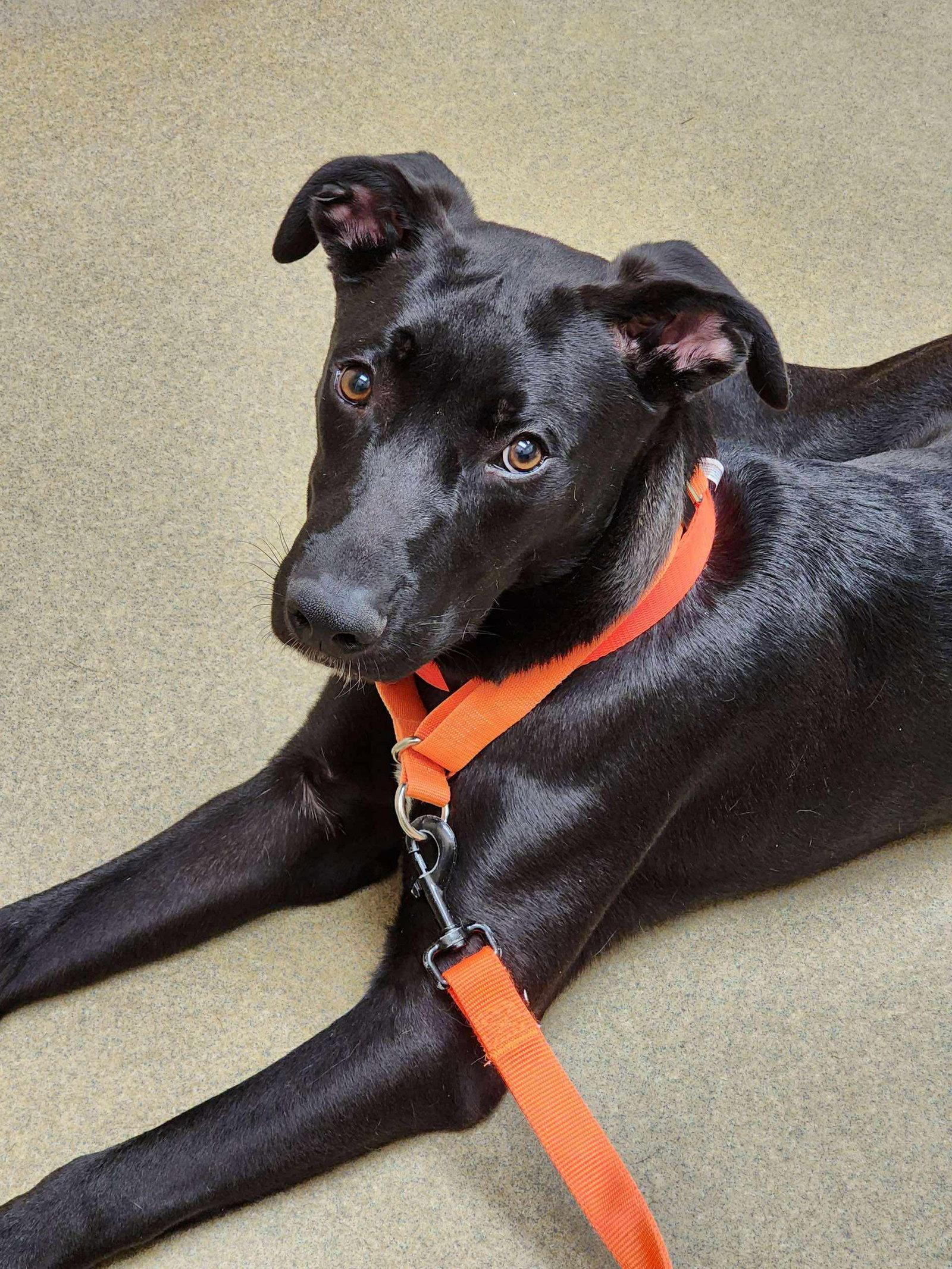 Enlarge Nuka, a Adoptable mixed breed in Locust Grove, GA image 2/3