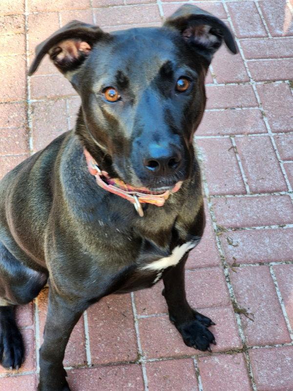 Enlarge Nuka, a Adoptable mixed breed in Locust Grove, GA image 3/3