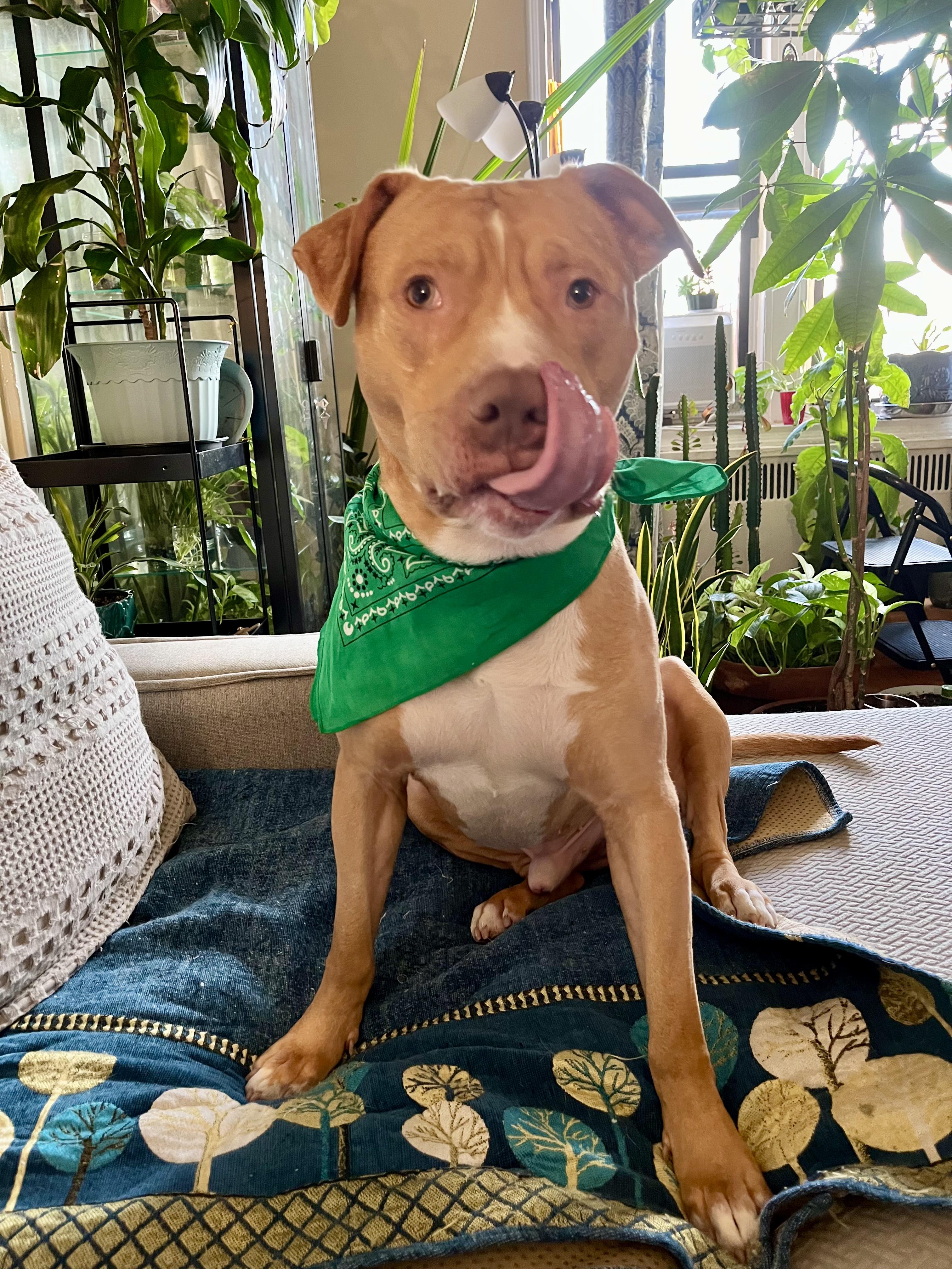 Enlarge Charlie Will be your best pal. URGENT, a Adopted mixed breed in Brooklyn, NY image 1/4