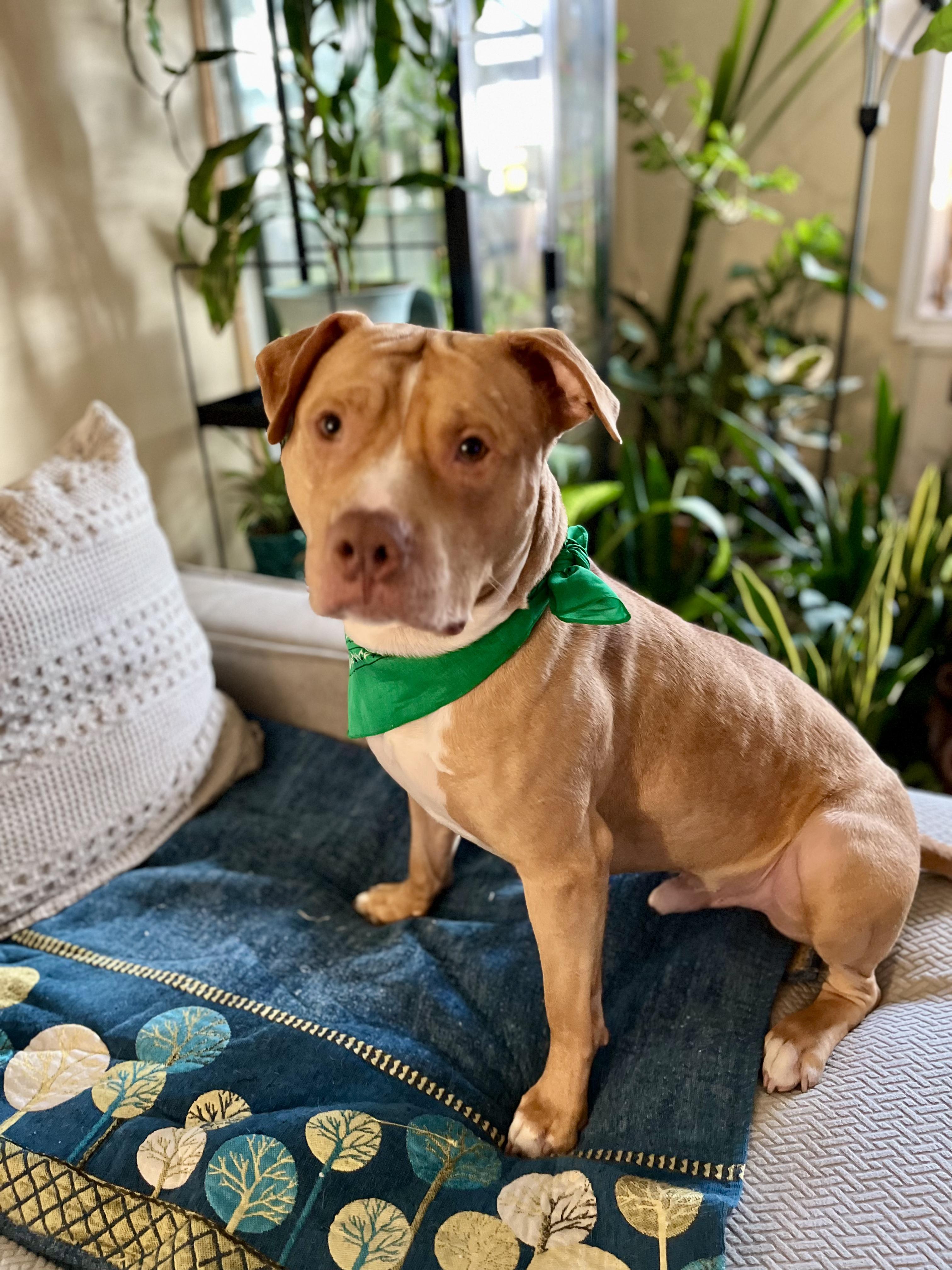 Enlarge Charlie Will be your best pal. URGENT, a Adopted mixed breed in Brooklyn, NY image 4/4