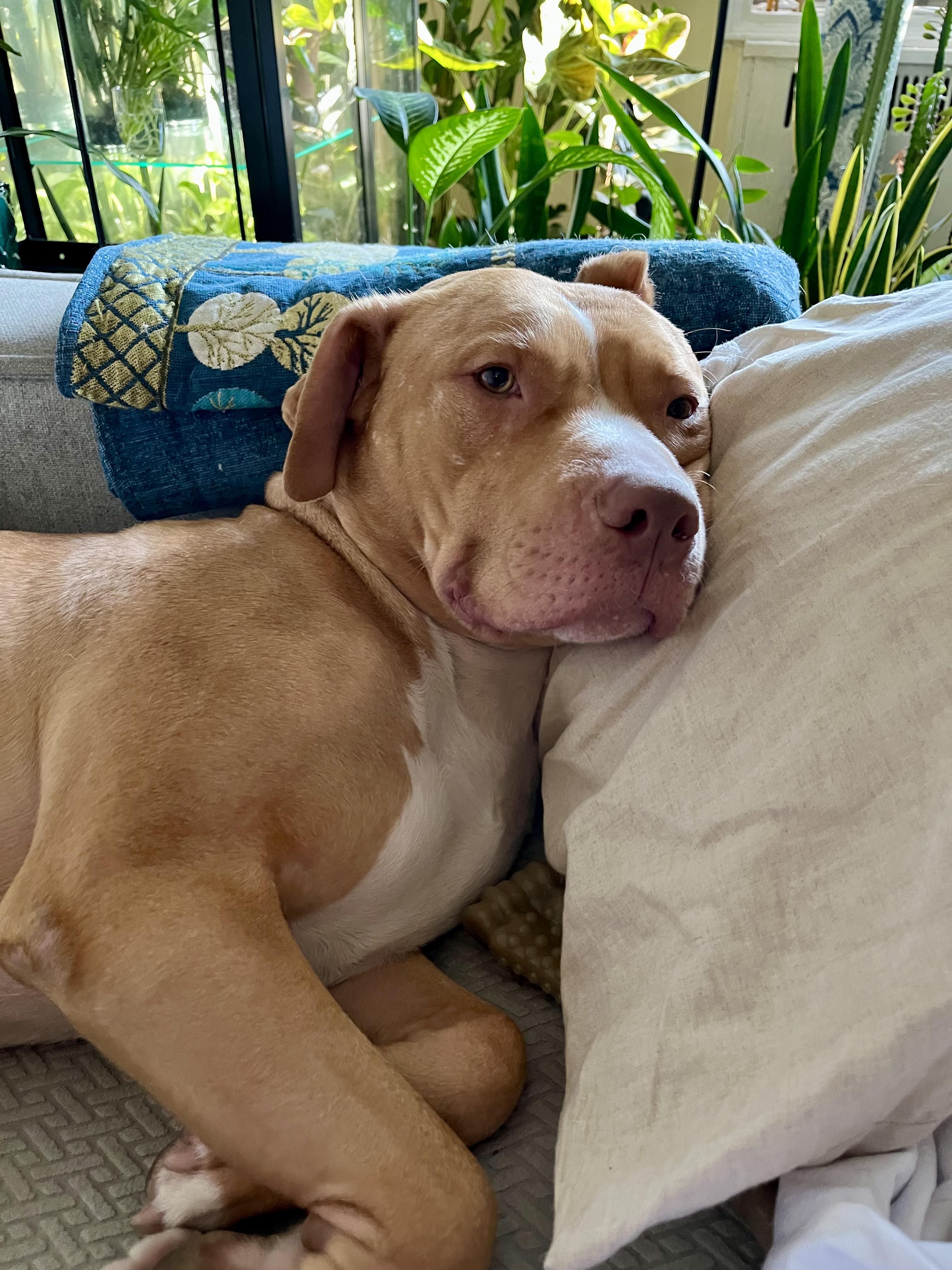 Enlarge Charlie Will be your best pal. URGENT, a Adopted mixed breed in Brooklyn, NY image 3/4