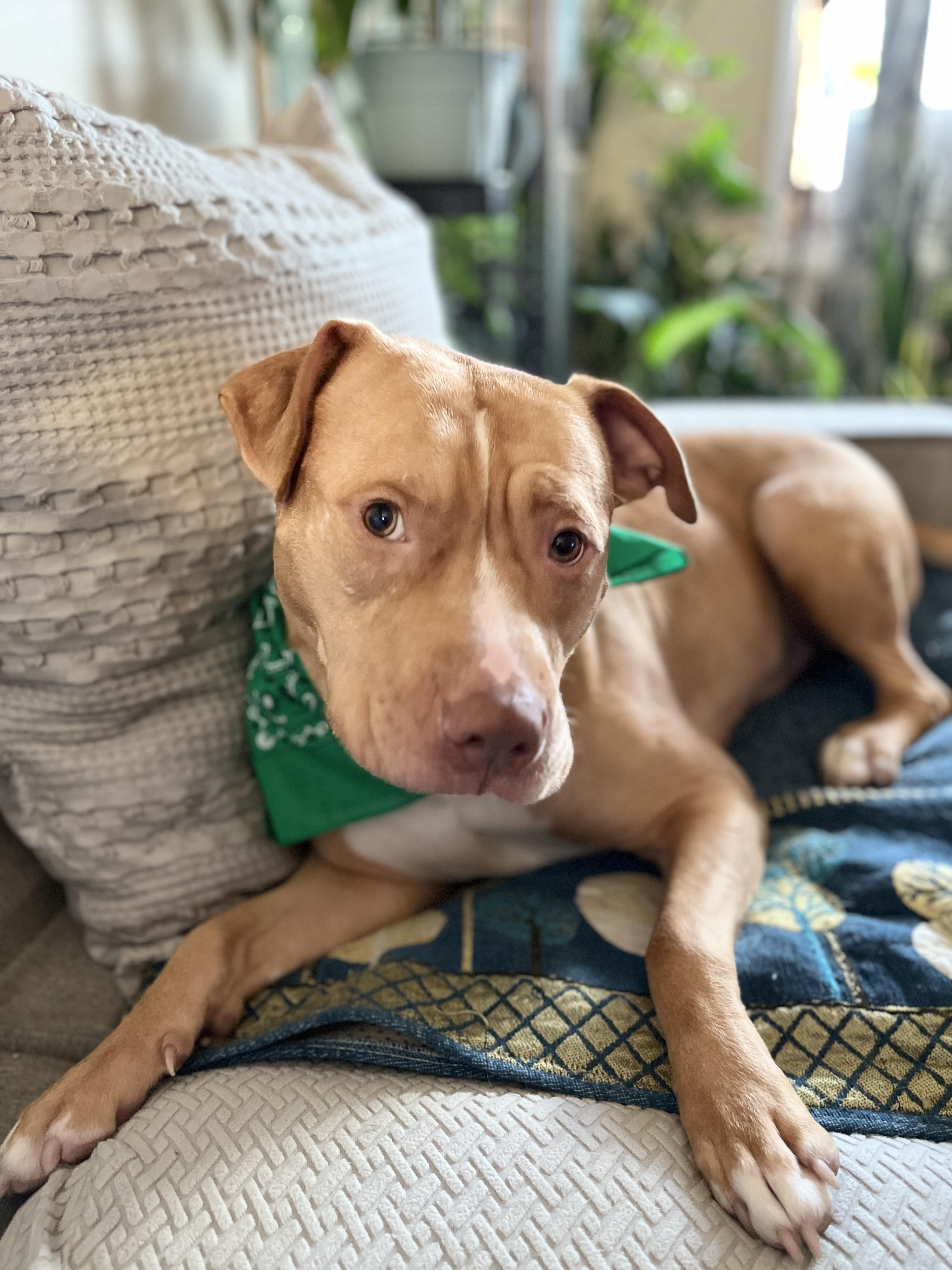 Enlarge Charlie Will be your best pal. URGENT, a Adopted mixed breed in Brooklyn, NY image 2/4