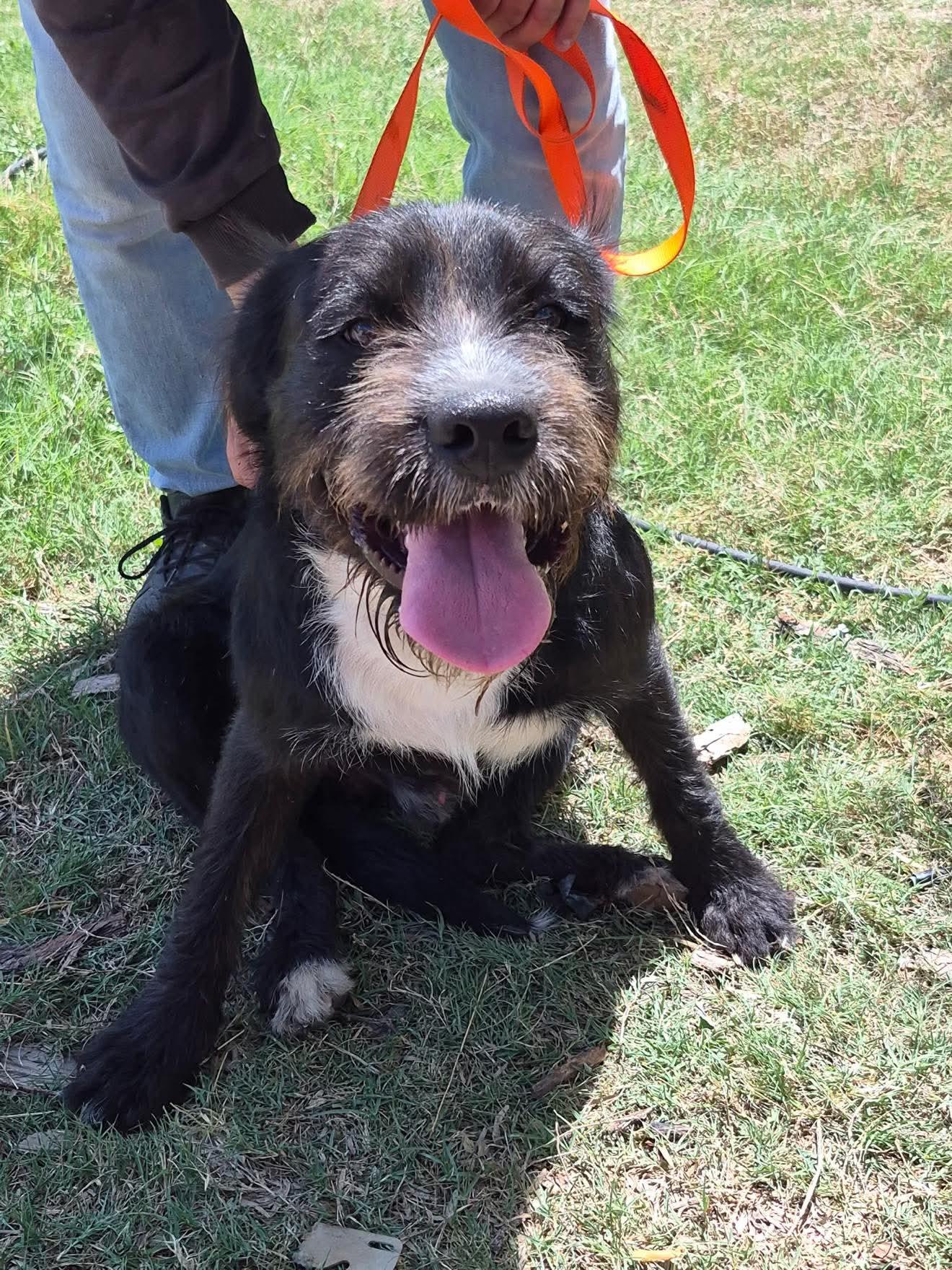 Enlarge Scooby, an adopted mixed breed in Portland, OR image 1/6