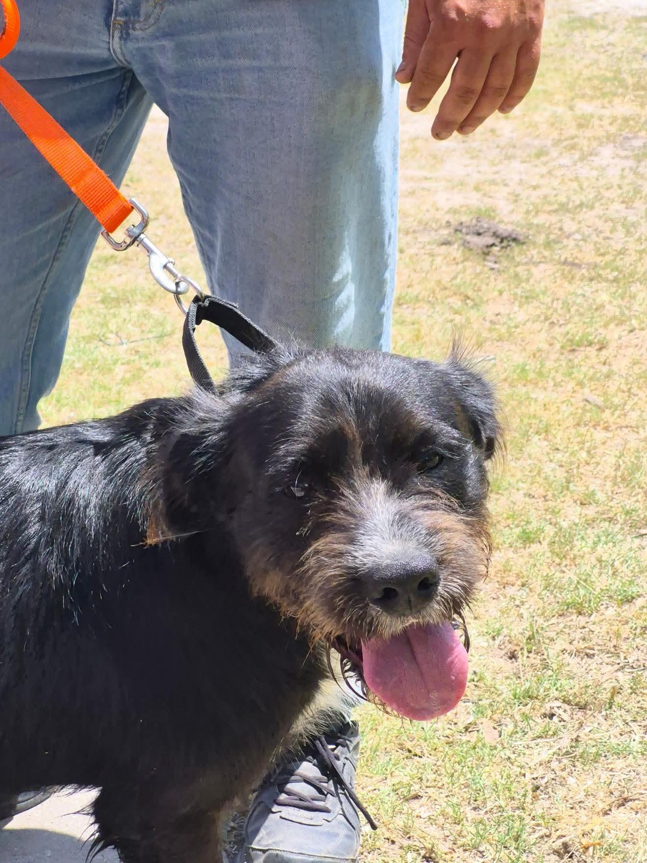 Enlarge Scooby, an adopted mixed breed in Portland, OR image 3/6