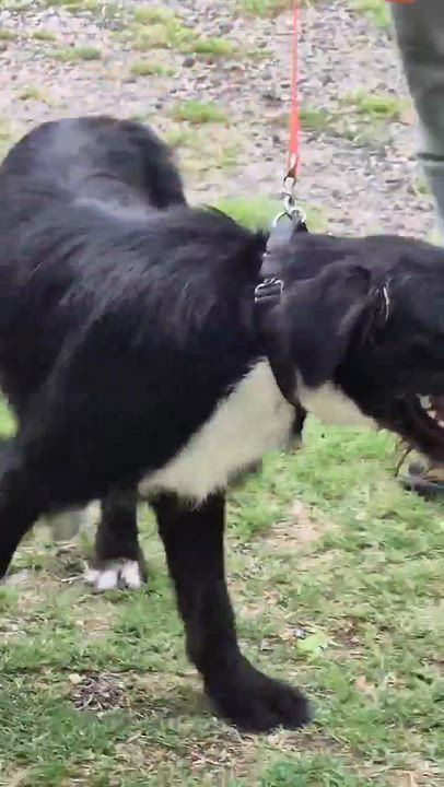 Enlarge Scooby, an adopted mixed breed in Portland, OR video 4/6