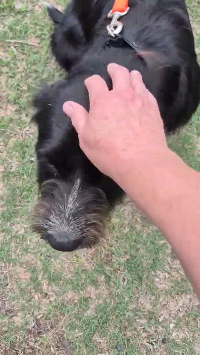 Enlarge Scooby, an adopted mixed breed in Portland, OR video 2/6