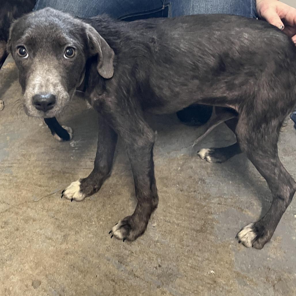 Cactus, Adoptable, Young Female Coonhound.