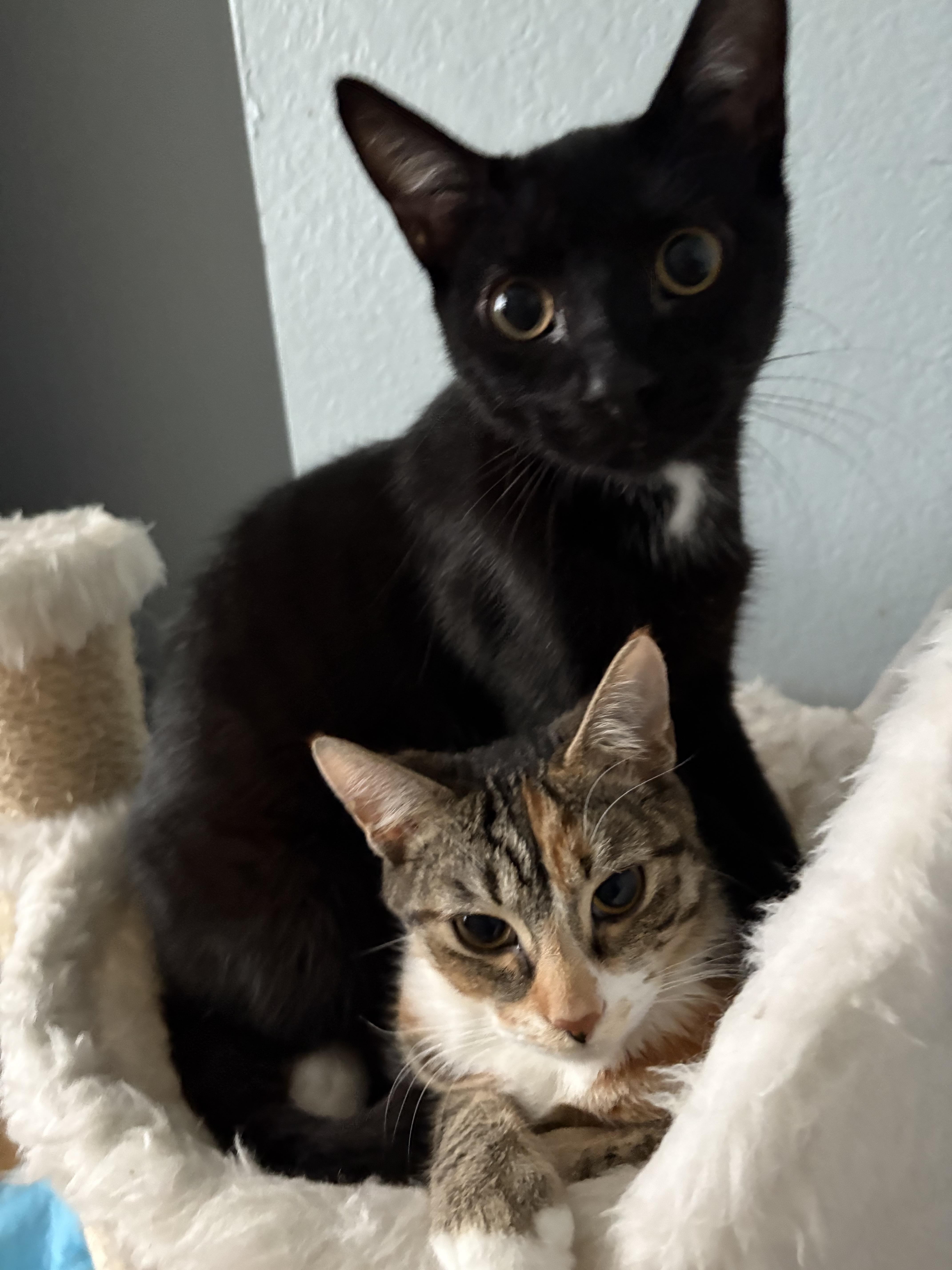 Enlarge Pistachio, a Adoptable Domestic Short Hair in Hayward, CA image 1/6