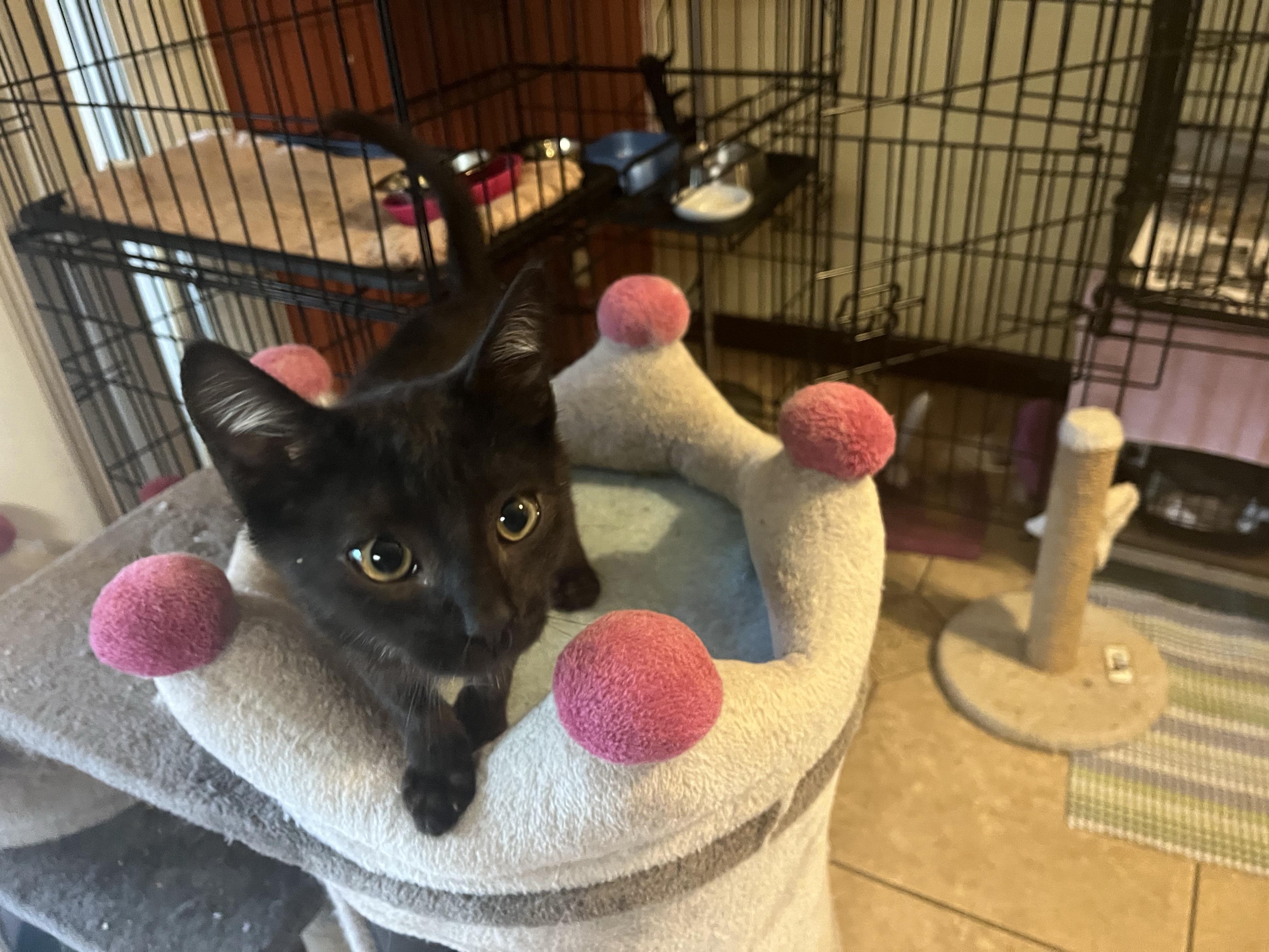 Enlarge Pistachio, a Adoptable Domestic Short Hair in Hayward, CA image 6/6