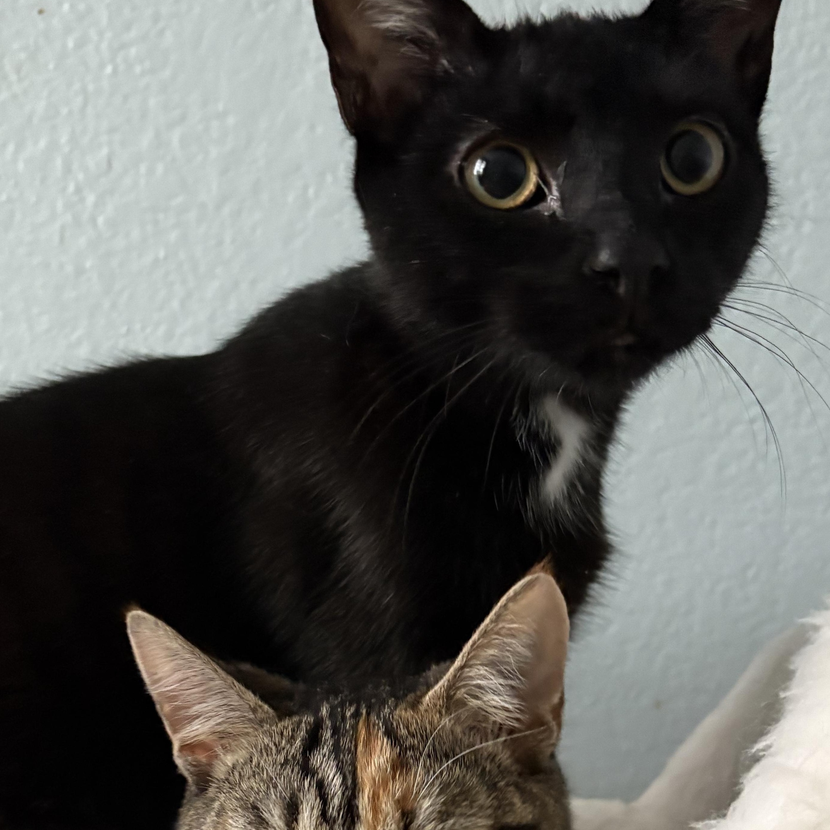 Enlarge Pistachio, a Adoptable Domestic Short Hair in Hayward, CA image 3/6