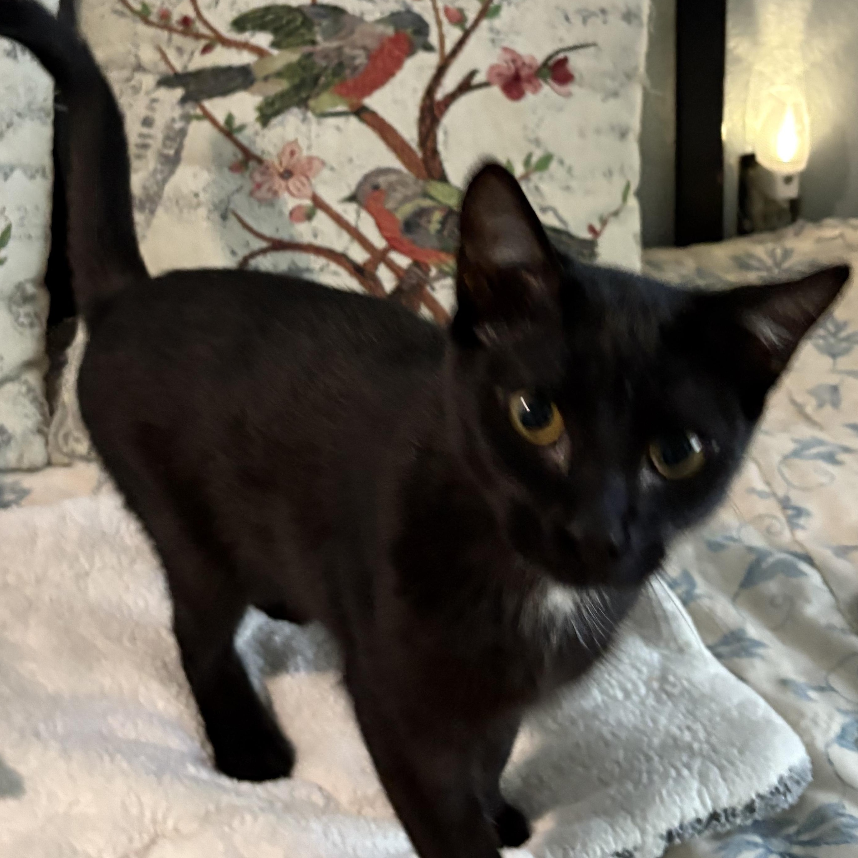 Enlarge Pistachio, a Adoptable Domestic Short Hair in Hayward, CA image 4/6