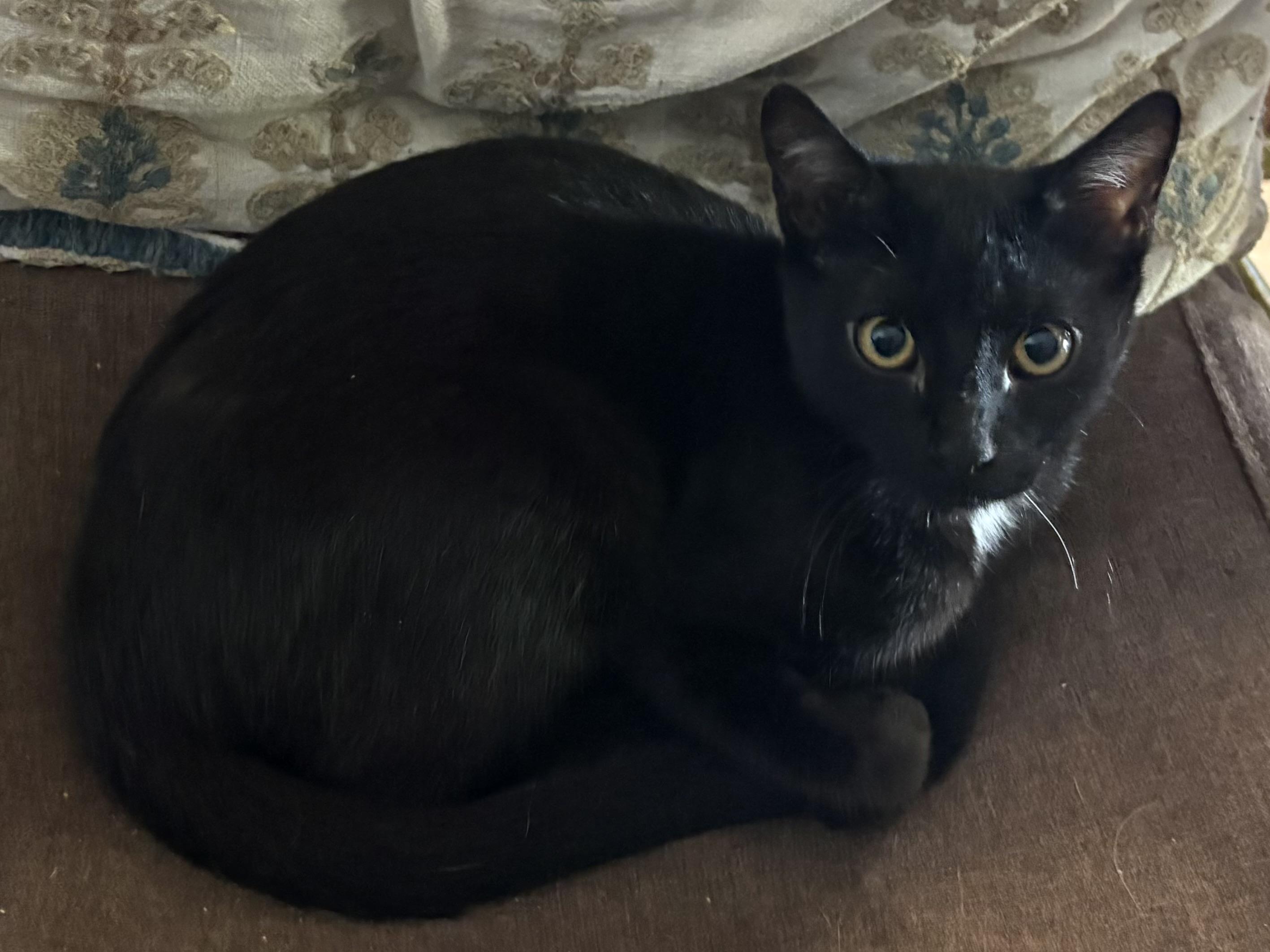 Pistachio, Adoptable, Young Male Domestic Short Hair.