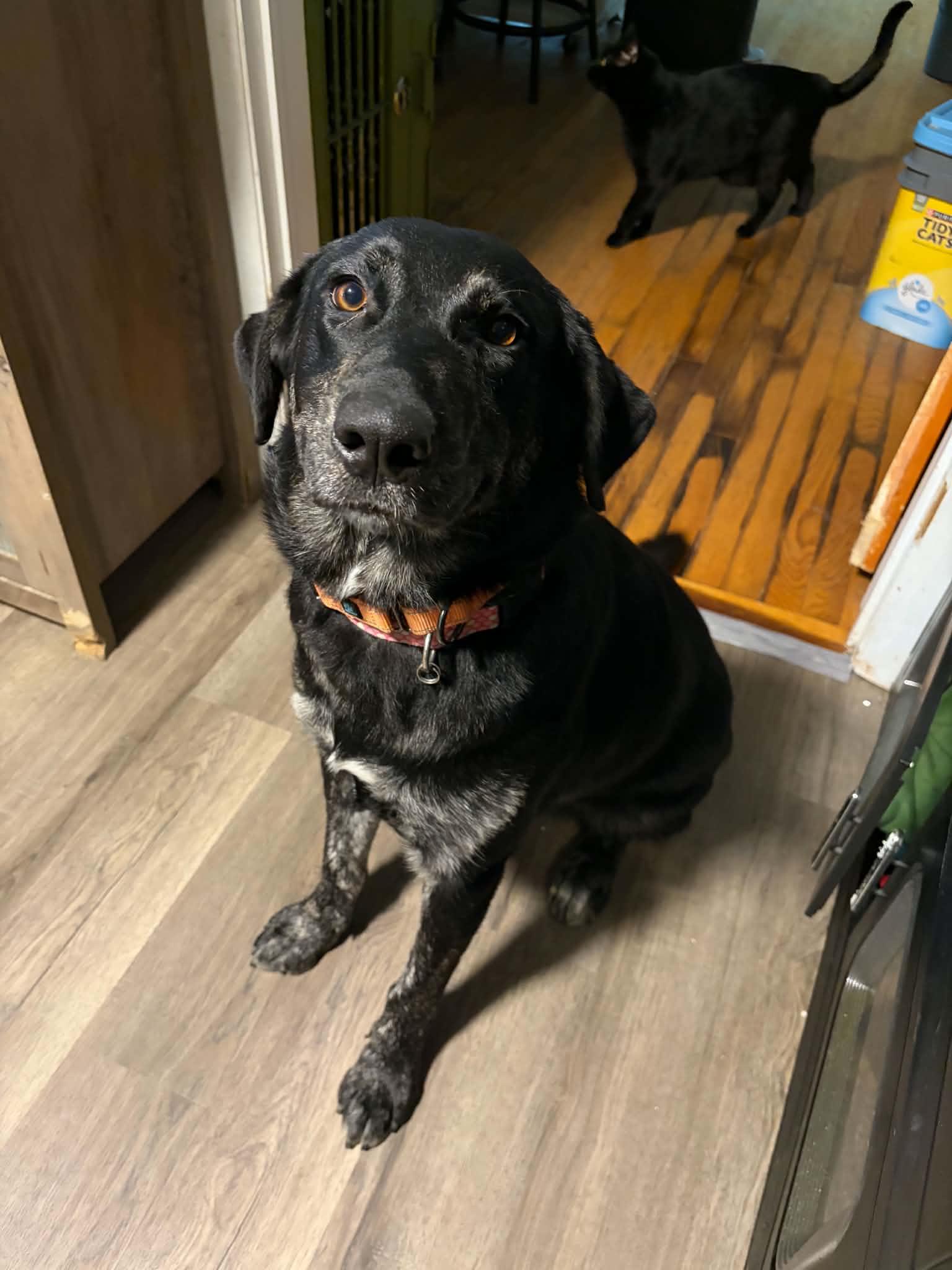 Enlarge Sadie, a Adoptable mixed breed in East Peoria, IL image 4/5