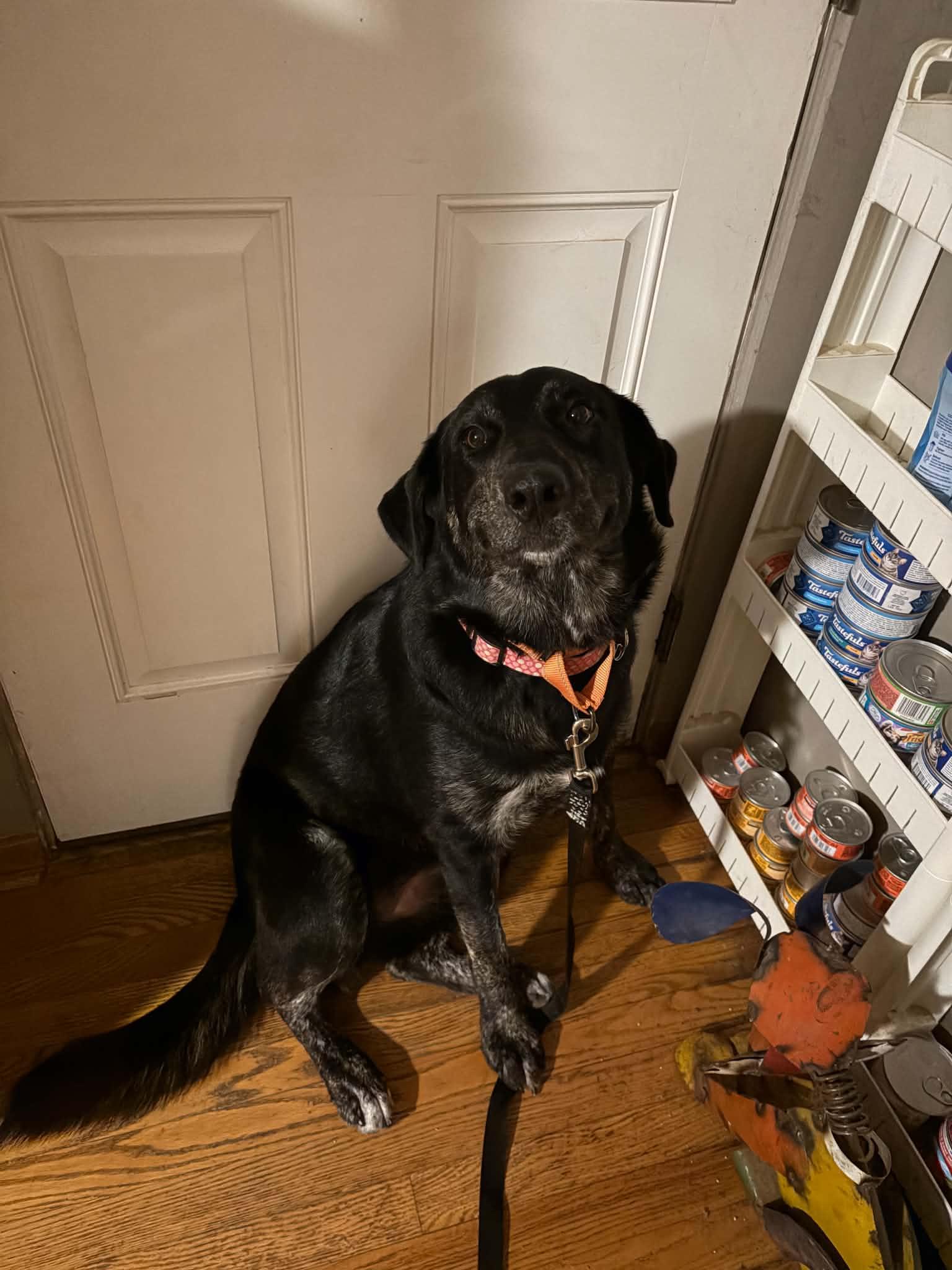 Enlarge Sadie, a Adoptable mixed breed in East Peoria, IL image 5/5