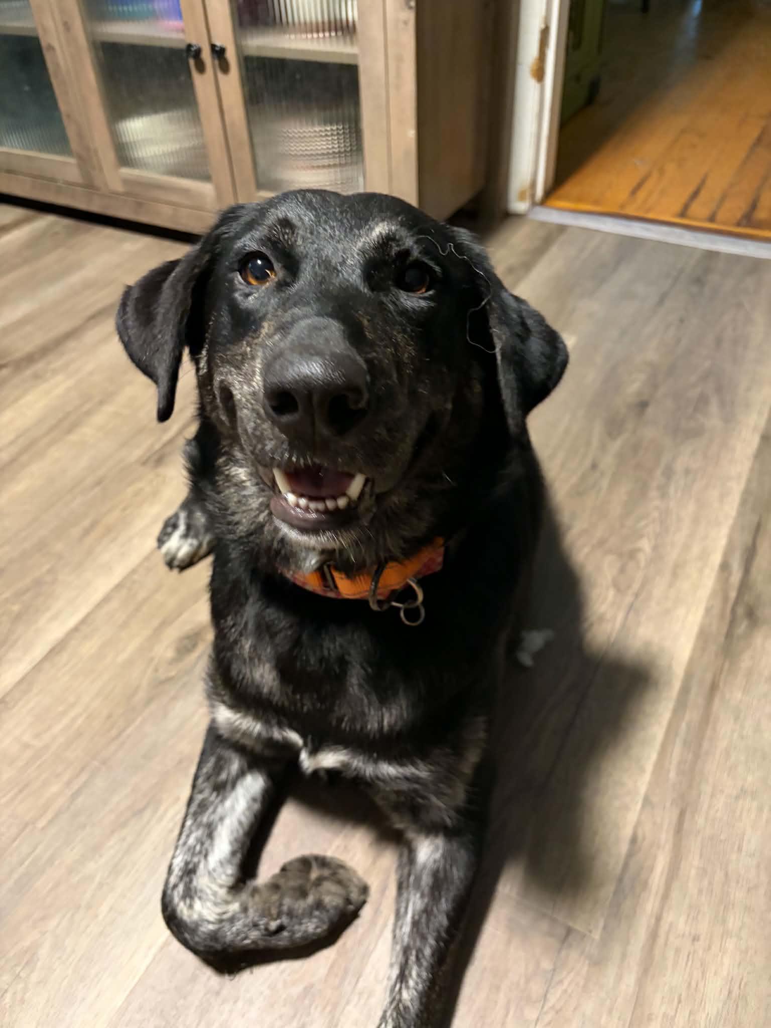 Enlarge Sadie, a Adoptable mixed breed in East Peoria, IL image 2/5