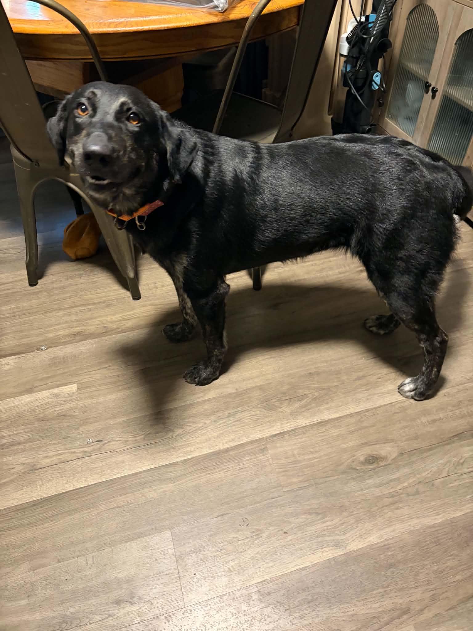 Enlarge Sadie, a Adoptable mixed breed in East Peoria, IL image 3/5