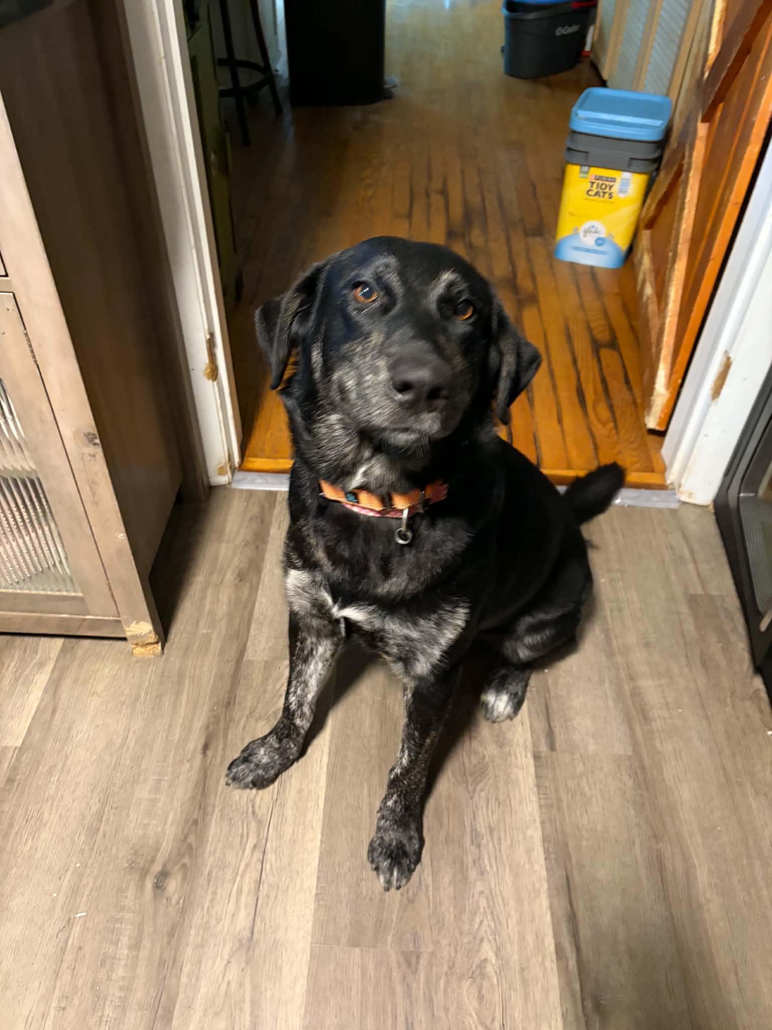 Sadie, Adoptable, Young Female Black Labrador Retriever.