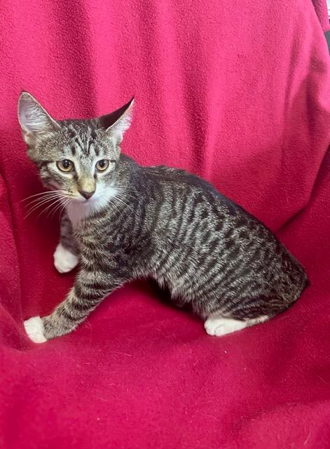 Enlarge Frannie, a Adoptable mixed breed in Englewood, FL image 1/1