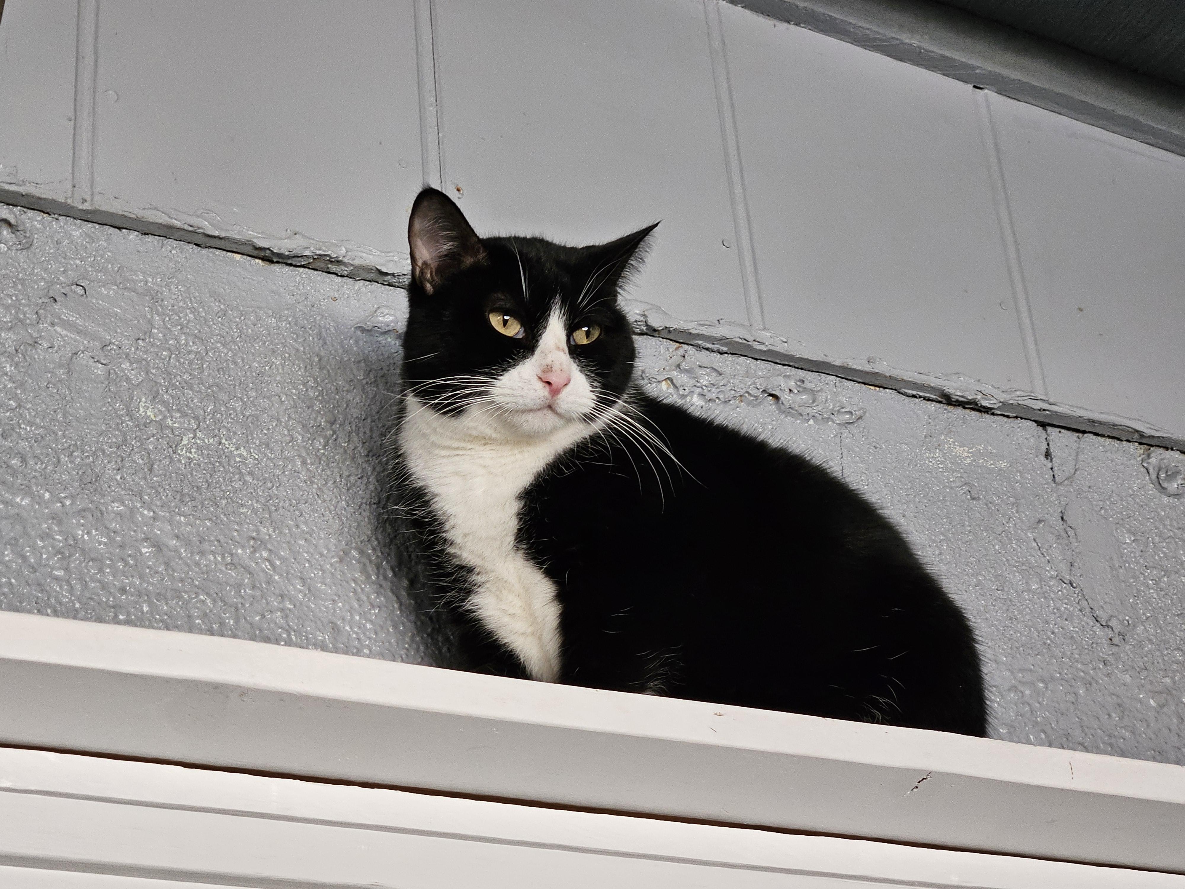 Dolly, ADOPTABLE, Adult Female Domestic Short Hair.