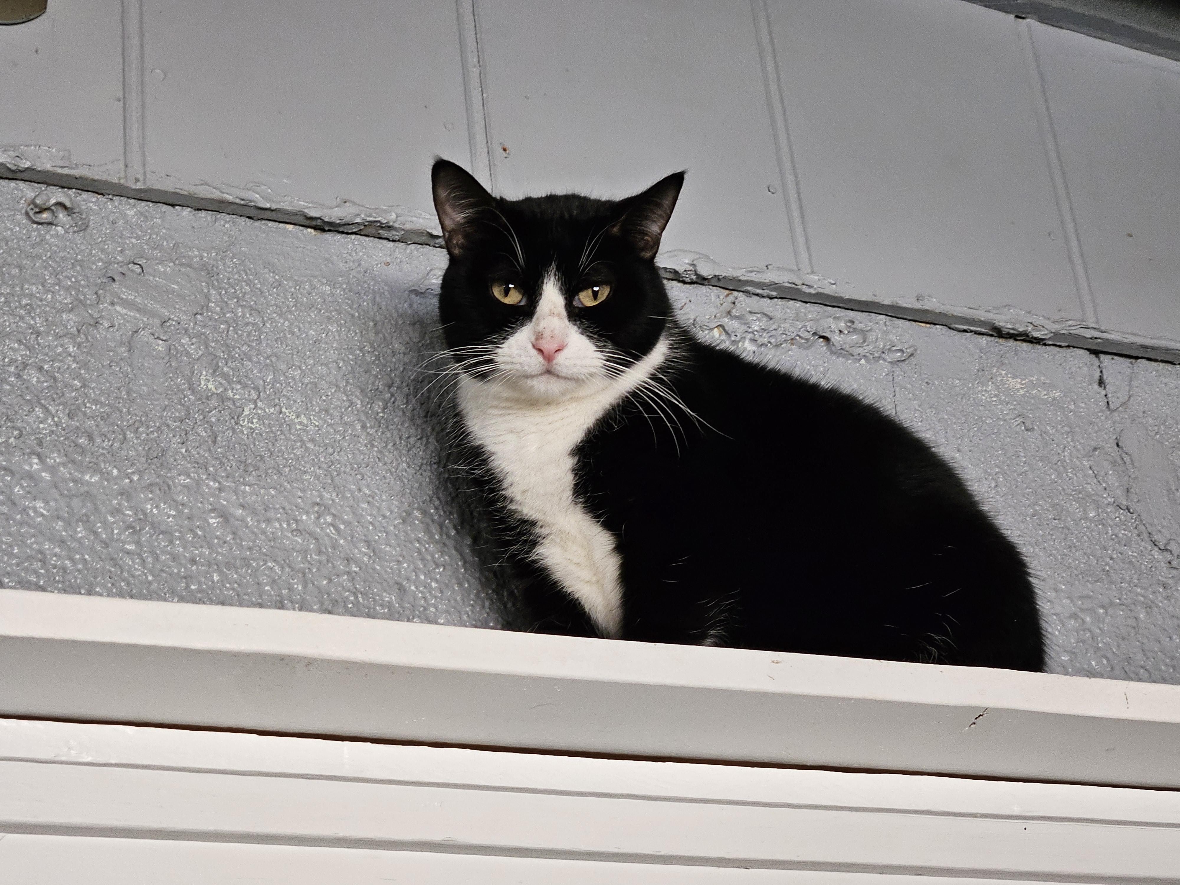 Enlarge Dolly, a ADOPTABLE Domestic Short Hair in Alpine, TX image 2/2