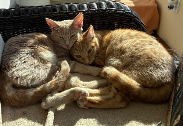 Enlarge Niccola, a Adoptable mixed breed in Novato, CA image 1/2