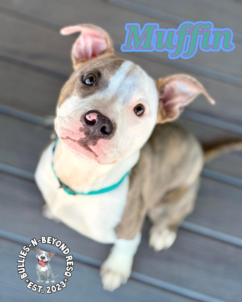 Enlarge Muffin, a Adoptable mixed breed in Omaha, NE image 1/6