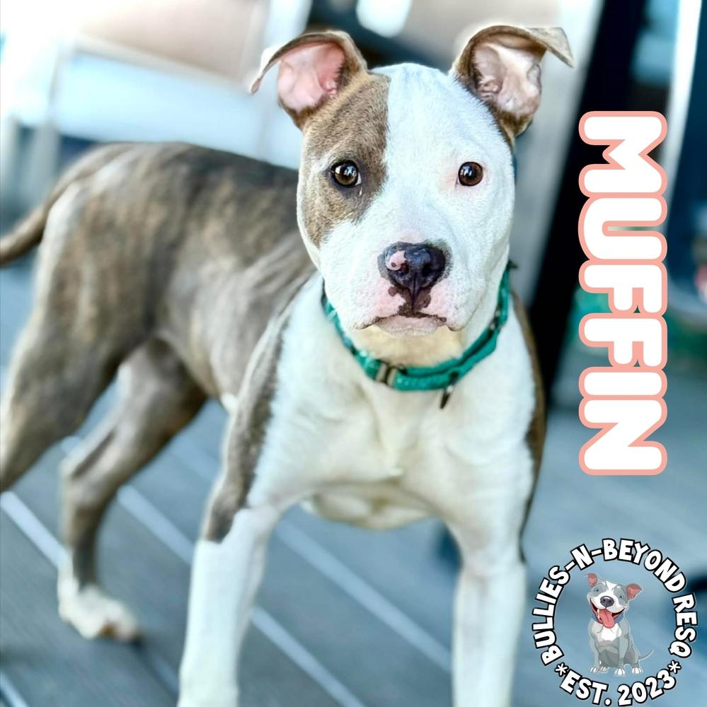 Enlarge Muffin, a Adoptable mixed breed in Omaha, NE image 3/6