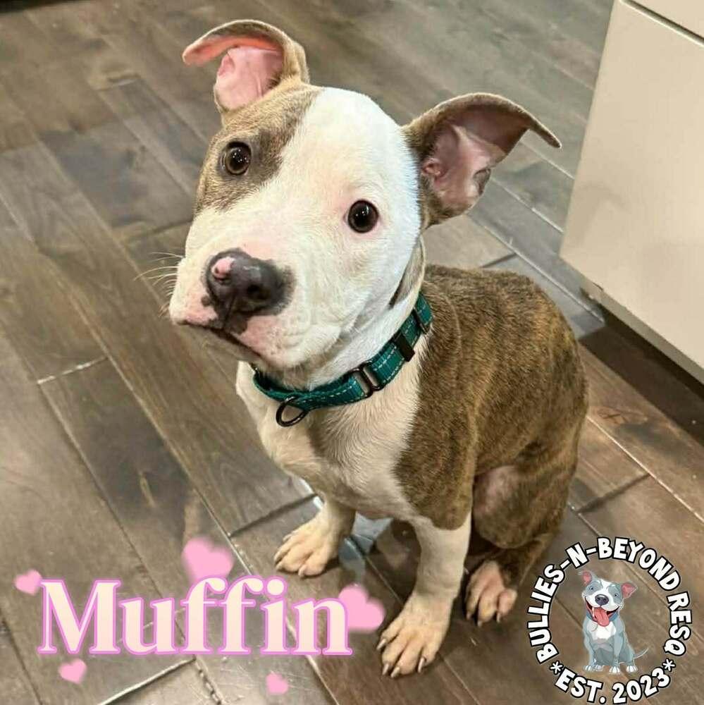 Enlarge Muffin, a Adoptable mixed breed in Omaha, NE image 5/6