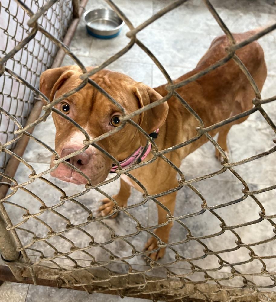 GRACIE, Adoptable, Adult Female Pit Bull Terrier.