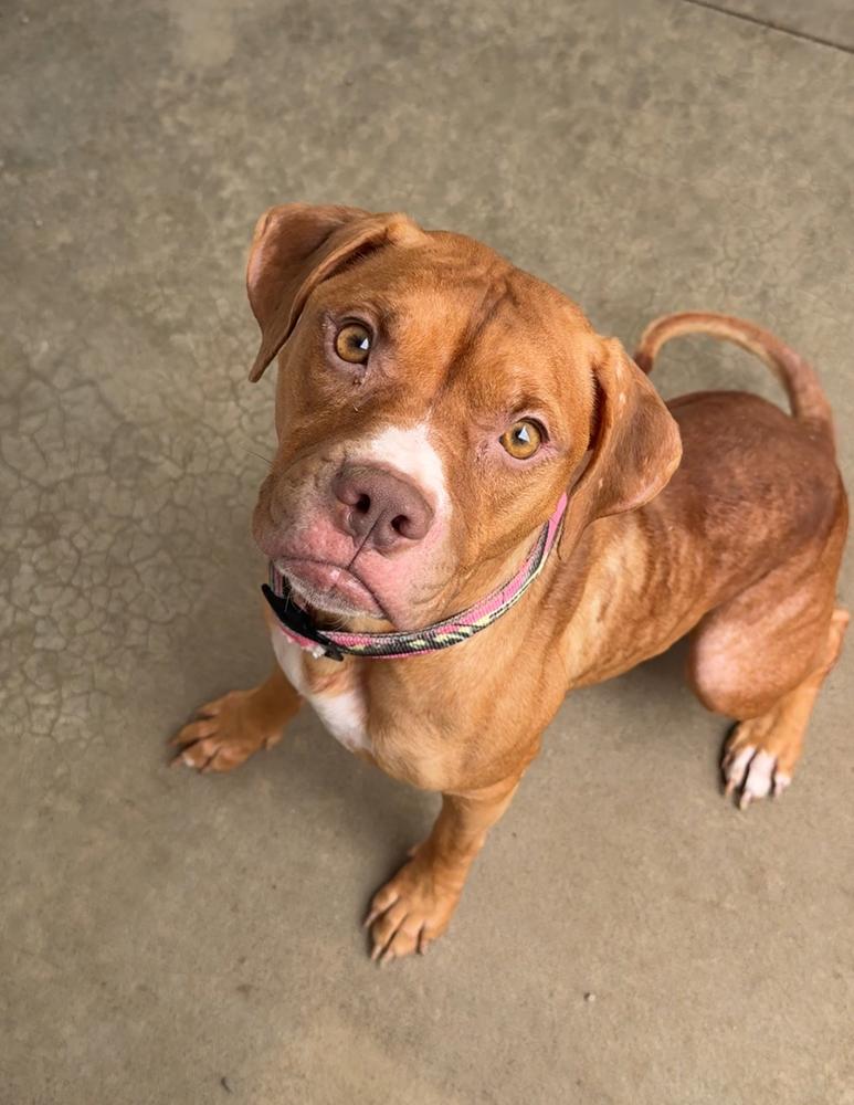 Enlarge GRACIE, a Adoptable Pit Bull Terrier in Rochester, IN image 2/3