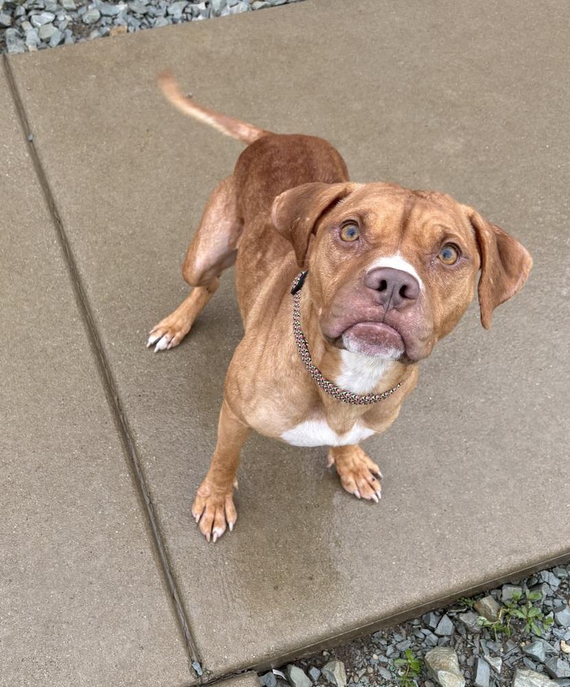 Enlarge GRACIE, a Adoptable Pit Bull Terrier in Rochester, IN image 3/3