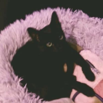 Cher, Adoptable, Adult Female Domestic Short Hair.