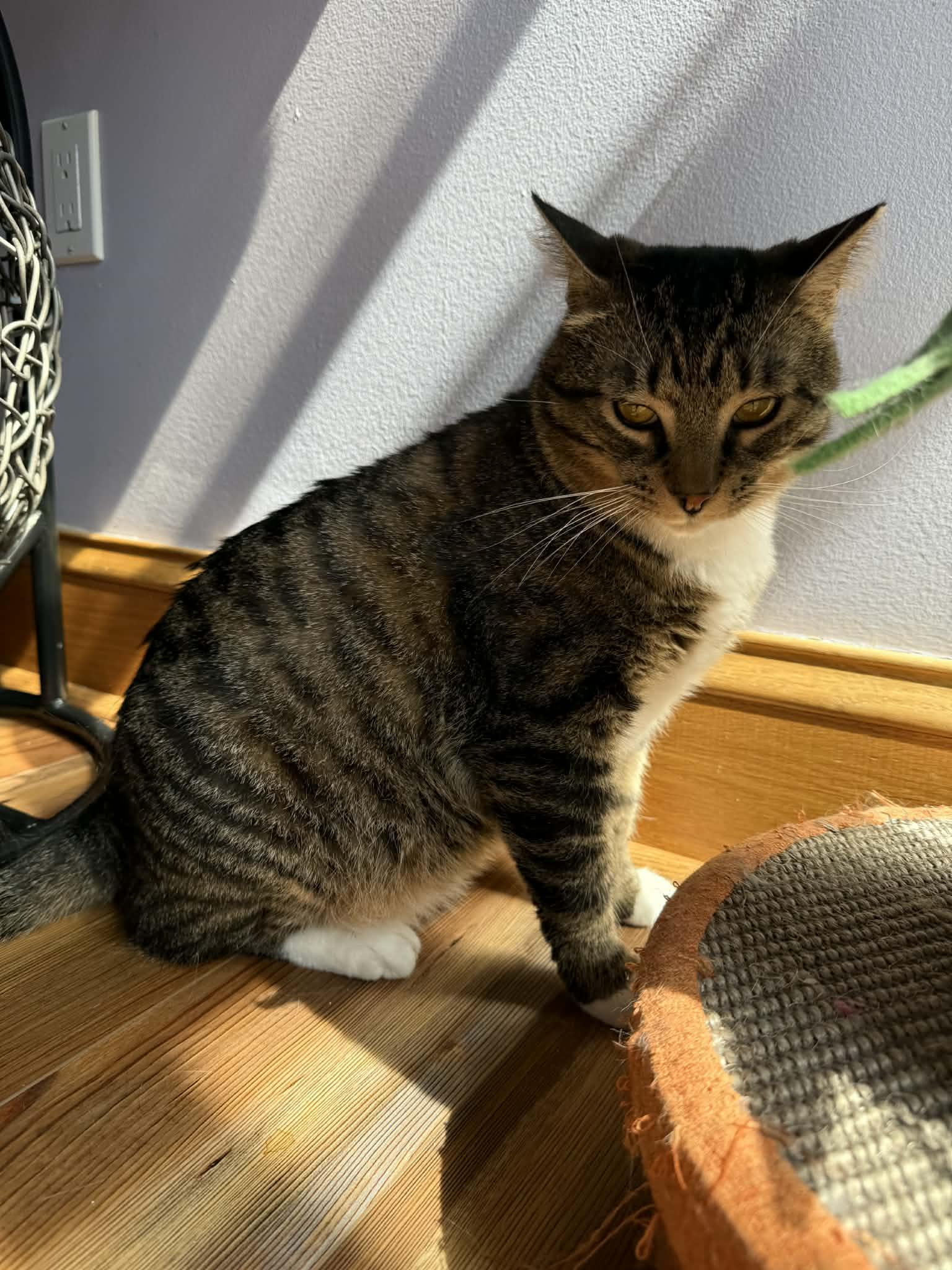 Enlarge Spike(cat café) , a ADOPTABLE Tiger in West Lafayette, IN image 5/6