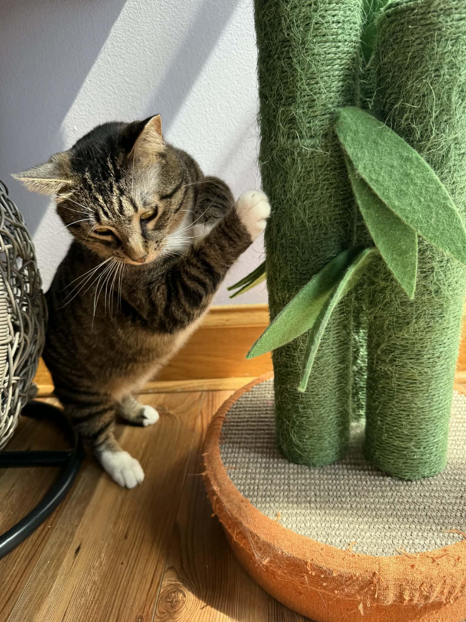 Enlarge Spike(cat café) , a ADOPTABLE Tiger in West Lafayette, IN image 1/6