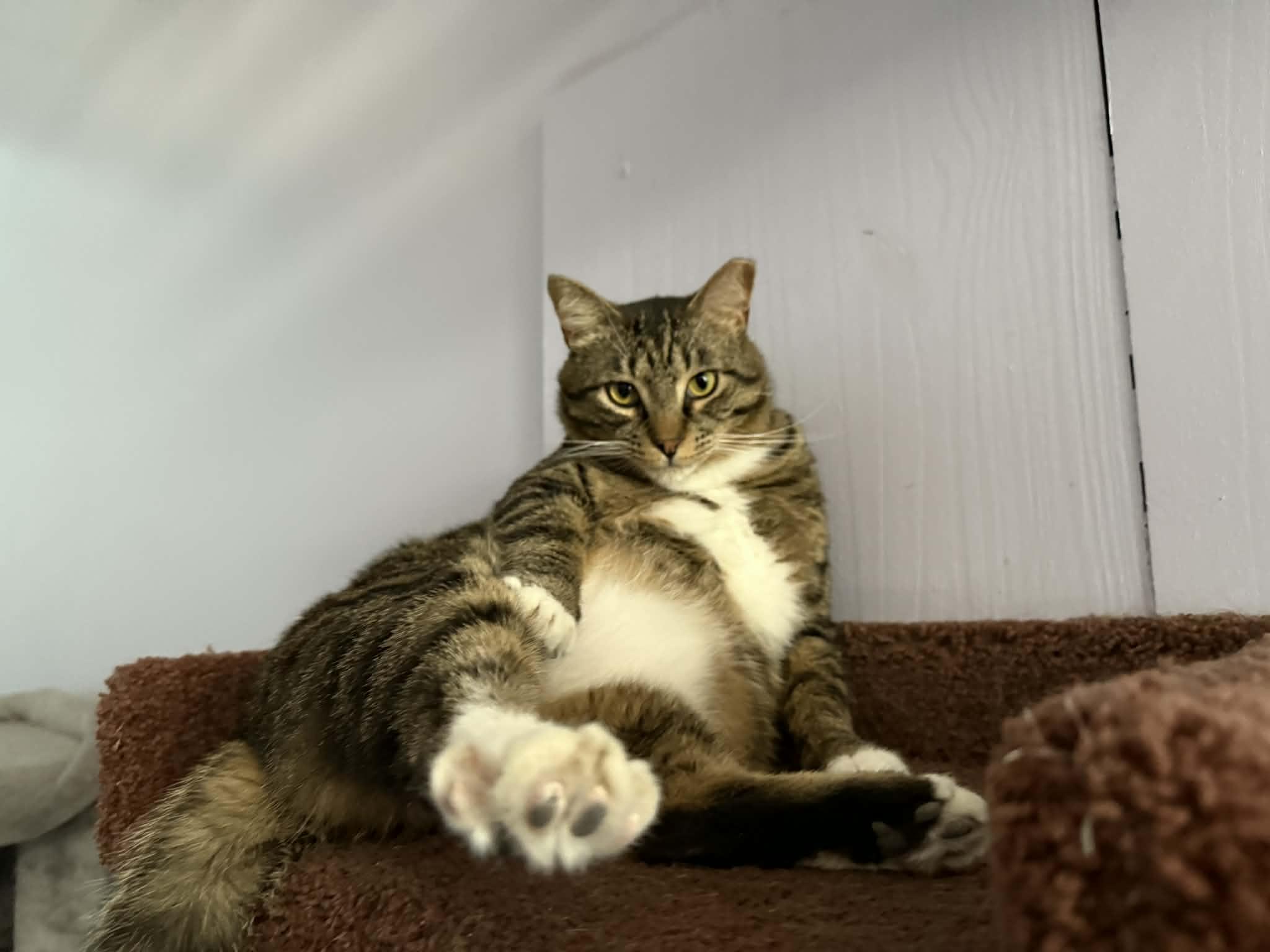 Spike(cat café) , ADOPTABLE, Adult Male Tiger.