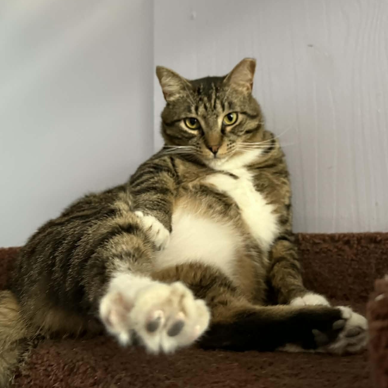 Spike(cat café) , a ADOPTABLE Tiger in West Lafayette, IN image 1/6
