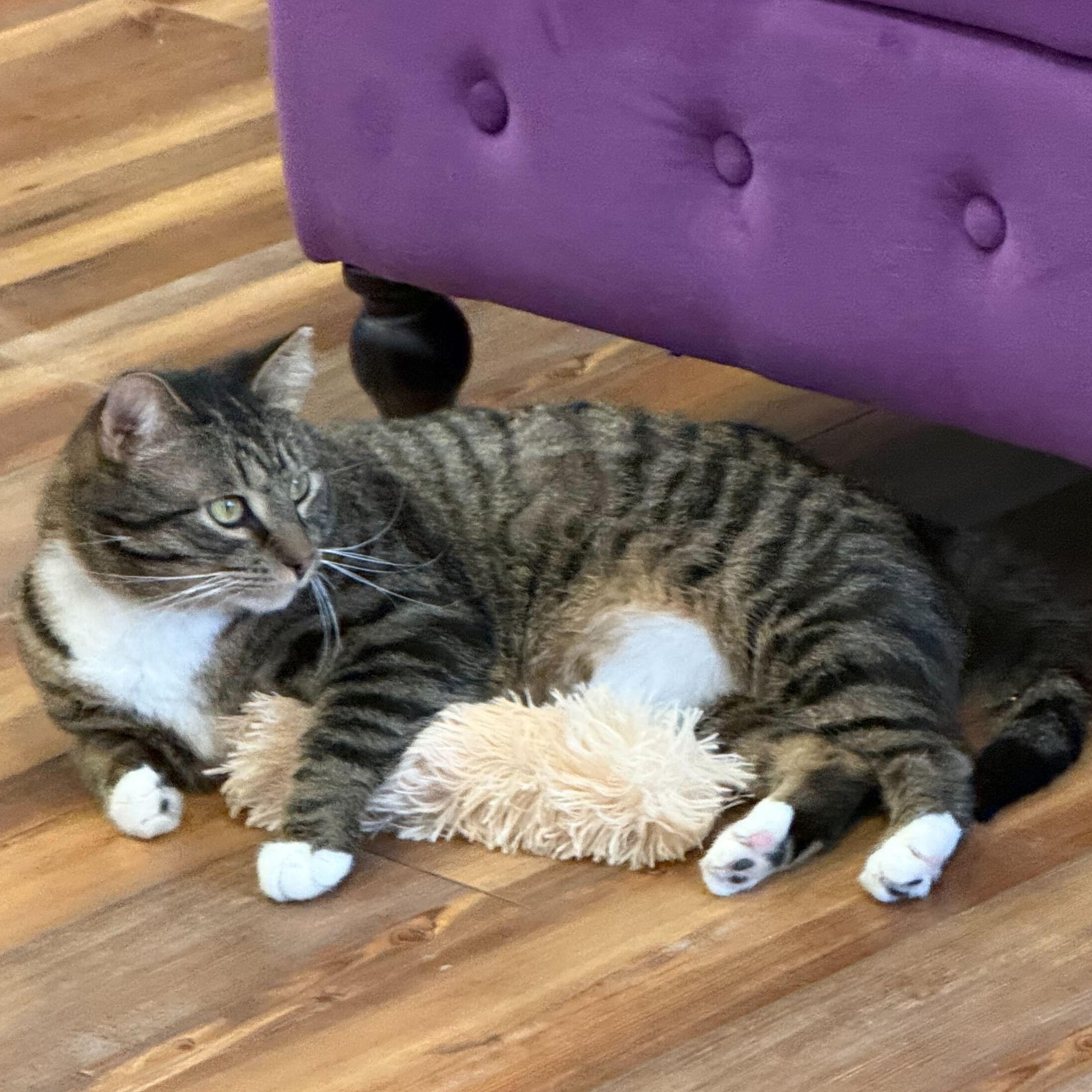 Enlarge Spike(cat café) , a ADOPTABLE Tiger in West Lafayette, IN image 2/6