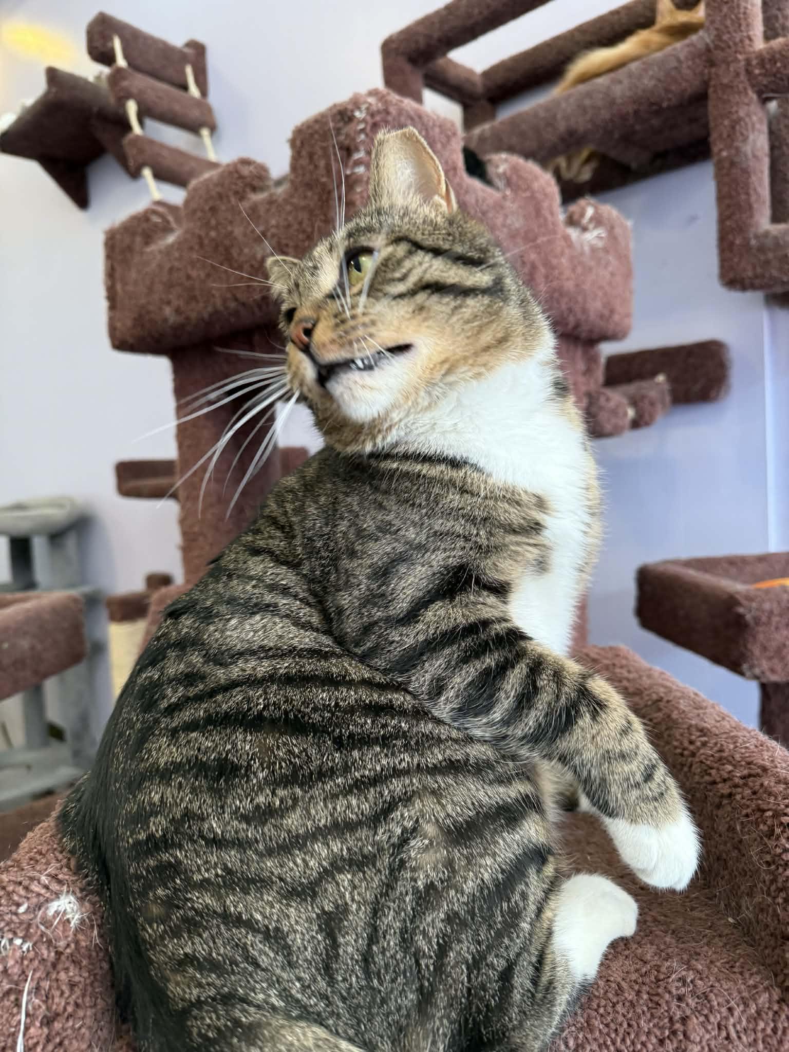 Enlarge Spike(cat café) , a ADOPTABLE Tiger in West Lafayette, IN image 1/6